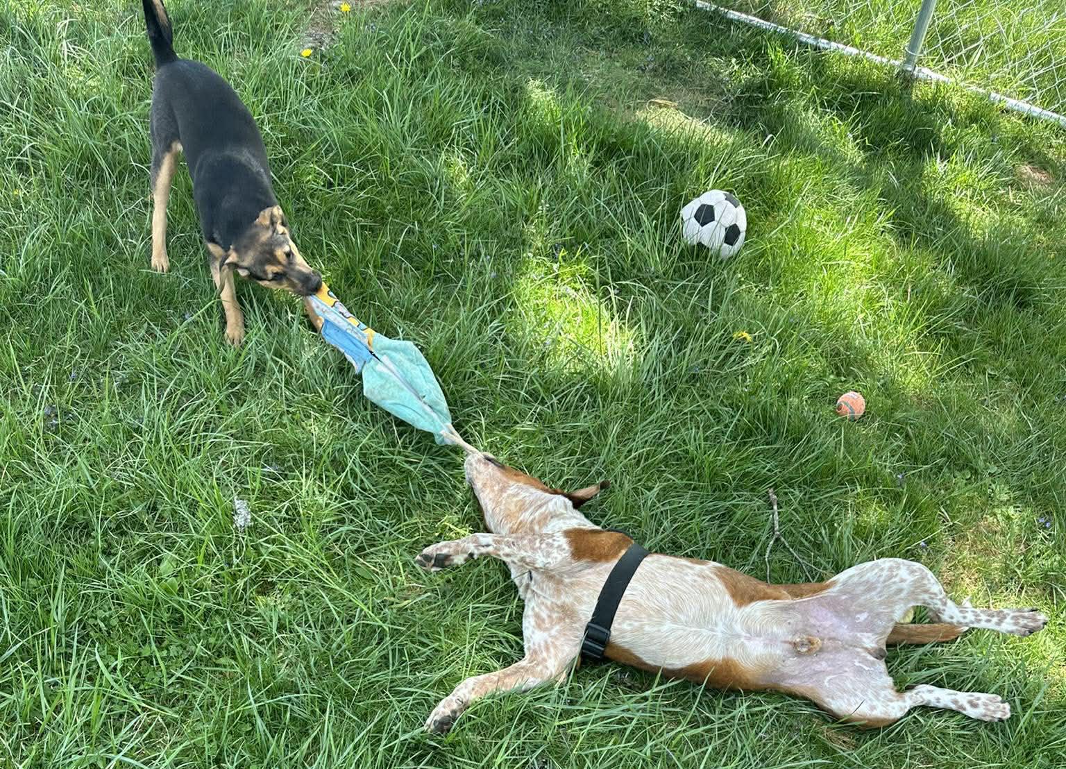 Enlarge Imre, a Adoptable mixed breed in Newland, NC image 4/4