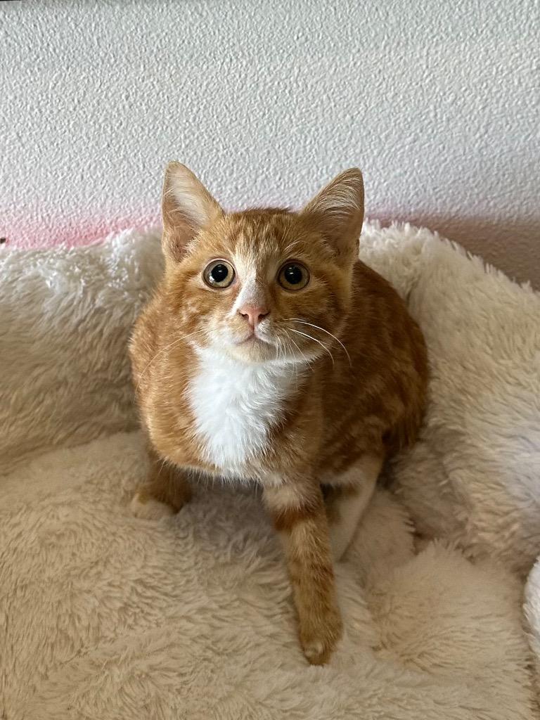Big Max @PetSmart Walker Rd, Adoptable, Kitten Male Domestic Short Hair.