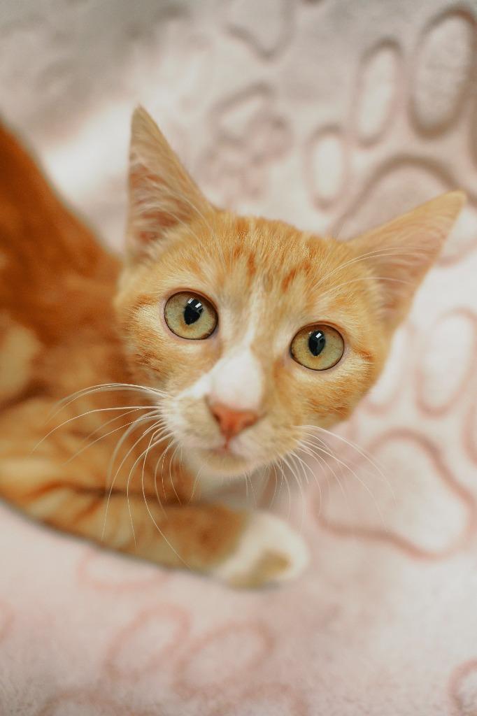 Enlarge Big Max @PetSmart Walker Rd, a Adoptable mixed breed in Newberg, OR image 2/2