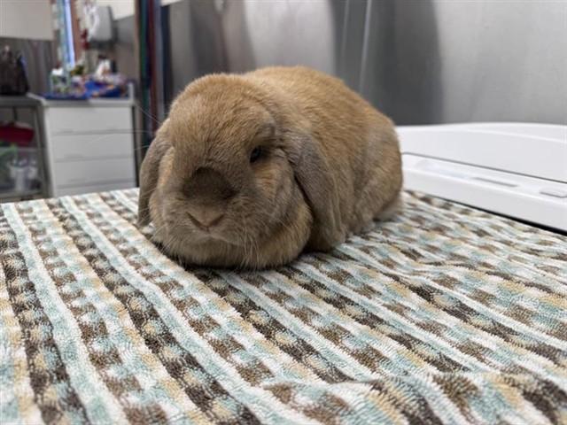Enlarge OATMEAL, a Adoptable Holland Lop in Fairbanks, AK image 1/1