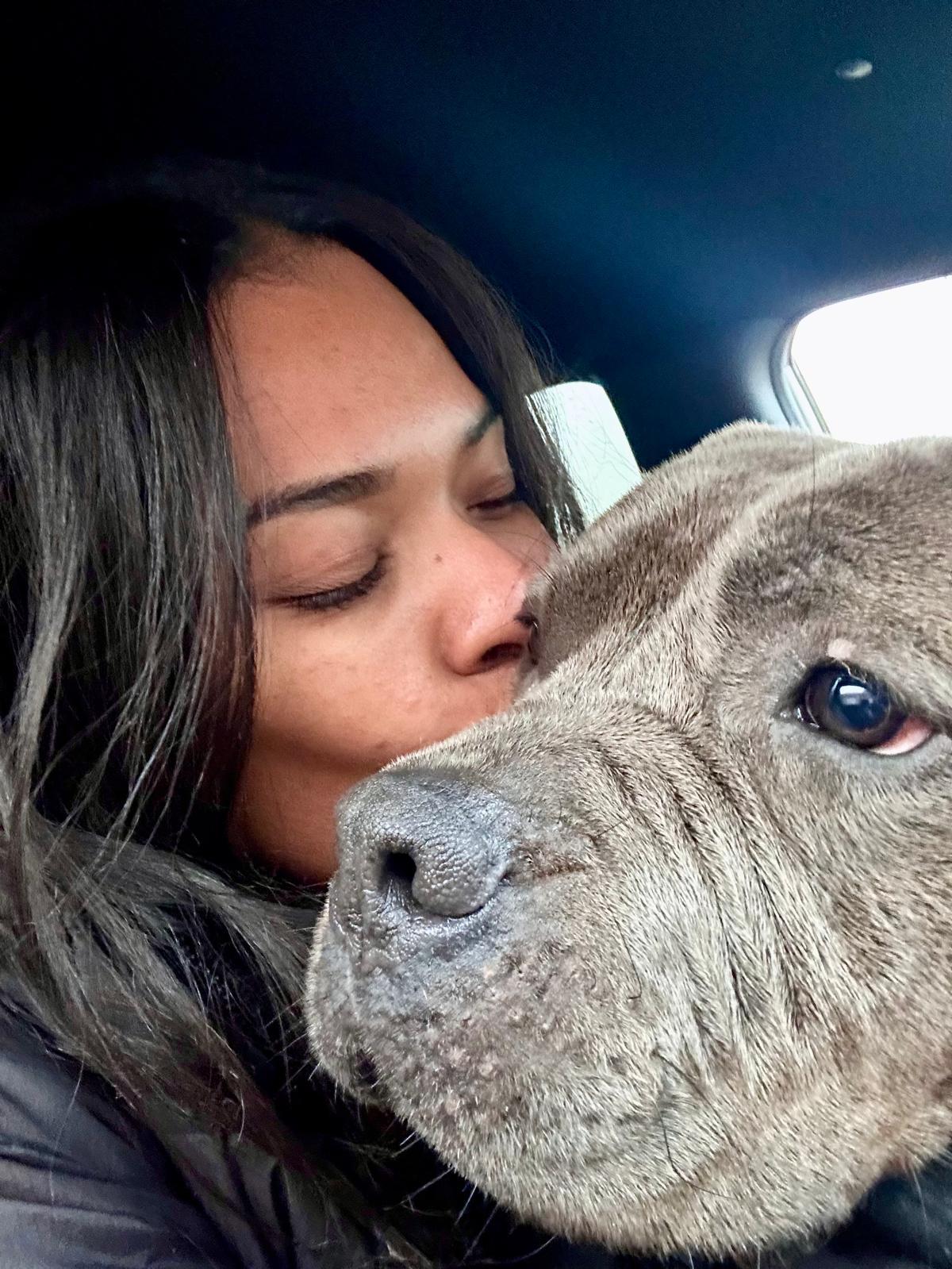 Enlarge CASEY JONES, a ADOPTABLE American Staffordshire Terrier in Thousand Oaks, CA image 5/6