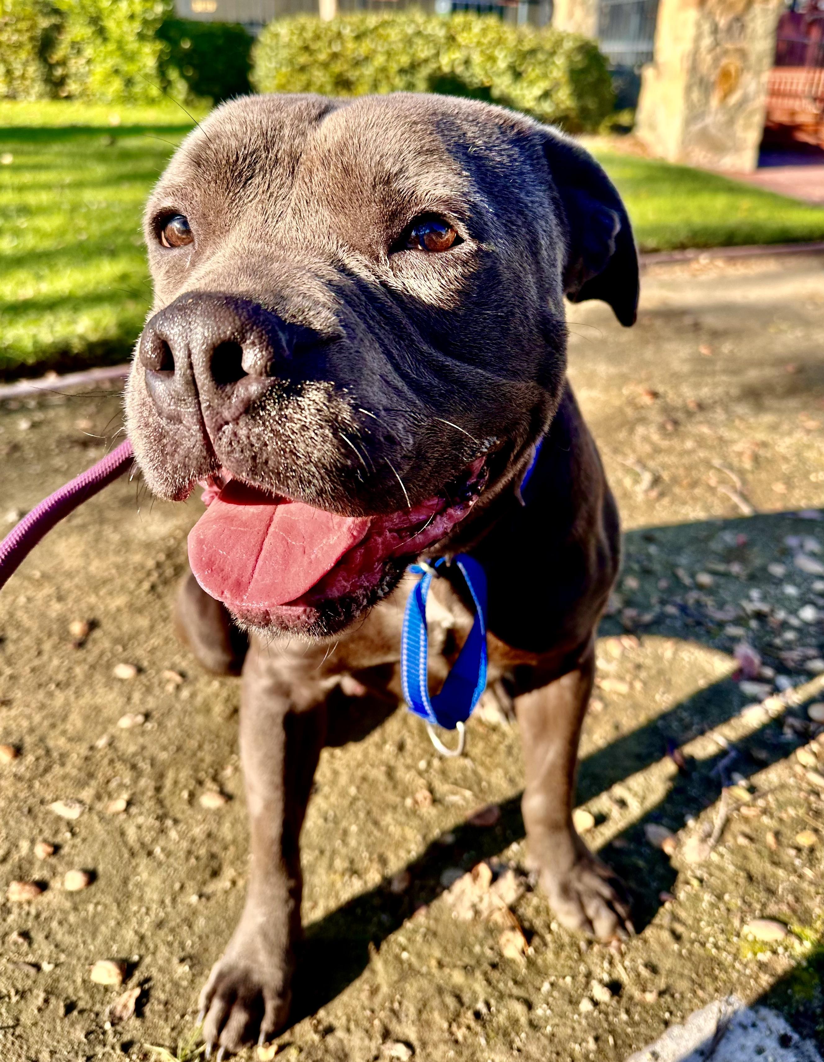 Enlarge CASEY JONES, a ADOPTABLE American Staffordshire Terrier in Thousand Oaks, CA image 3/6