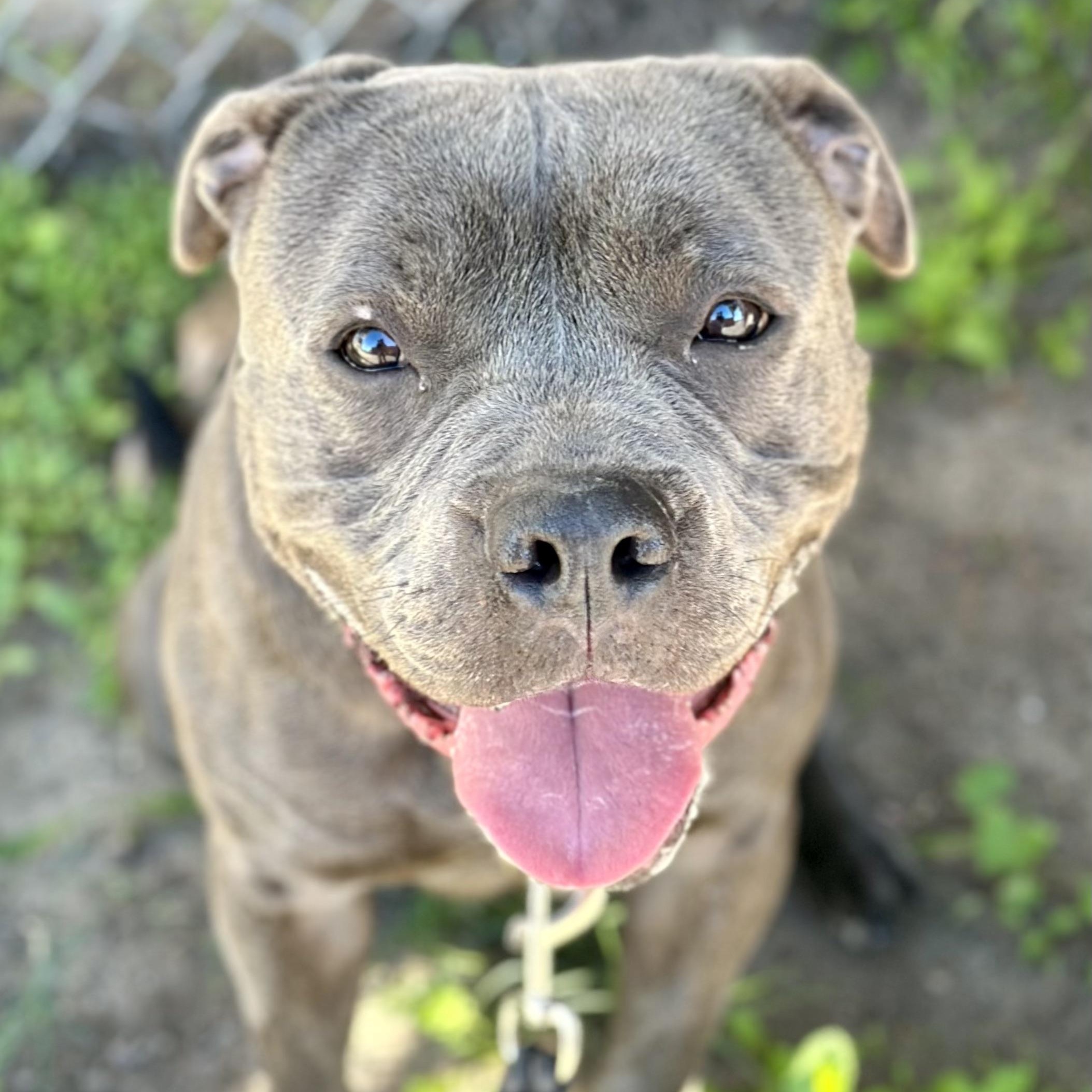 CASEY JONES, ADOPTABLE, Adult Male American Staffordshire Terrier.