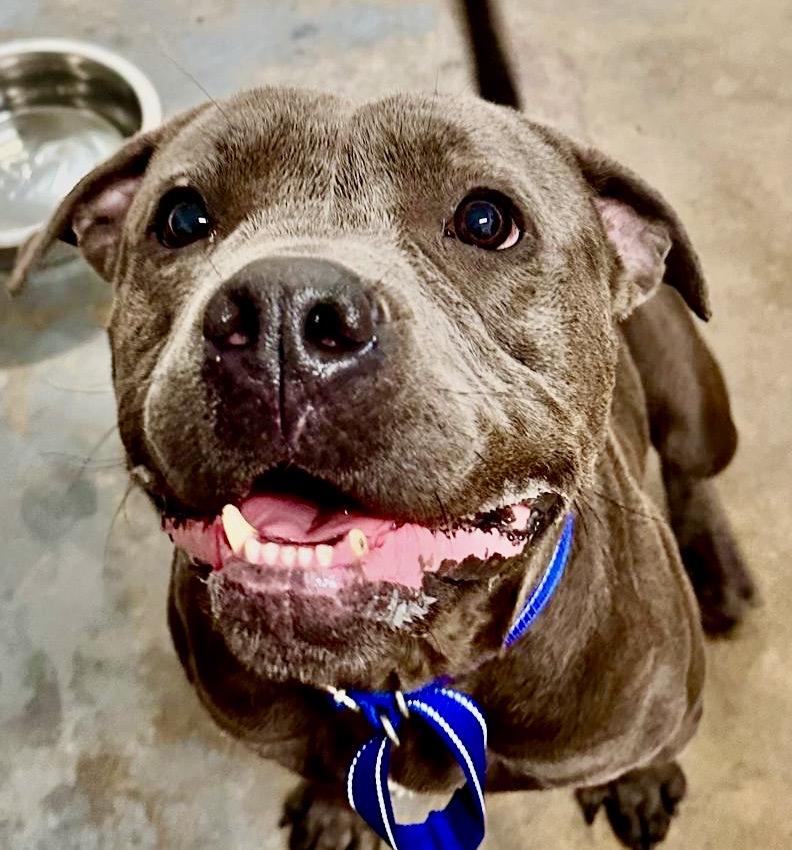 Enlarge CASEY JONES, a ADOPTABLE American Staffordshire Terrier in Thousand Oaks, CA image 2/6