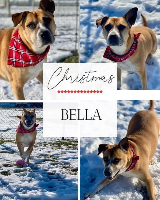 Bella, Adoptable, Adult Female Black Mouth Cur & Terrier.