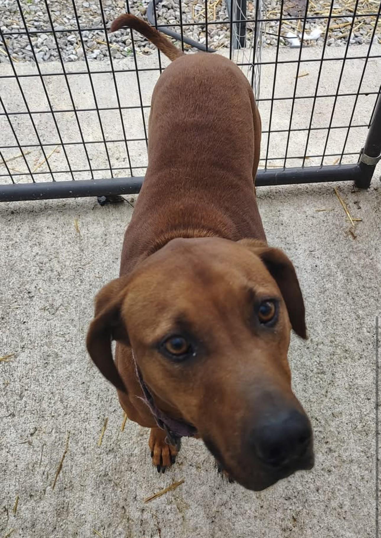 Enlarge Bo, a Adoptable Redbone Coonhound in Taylorsville, KY image 1/2
