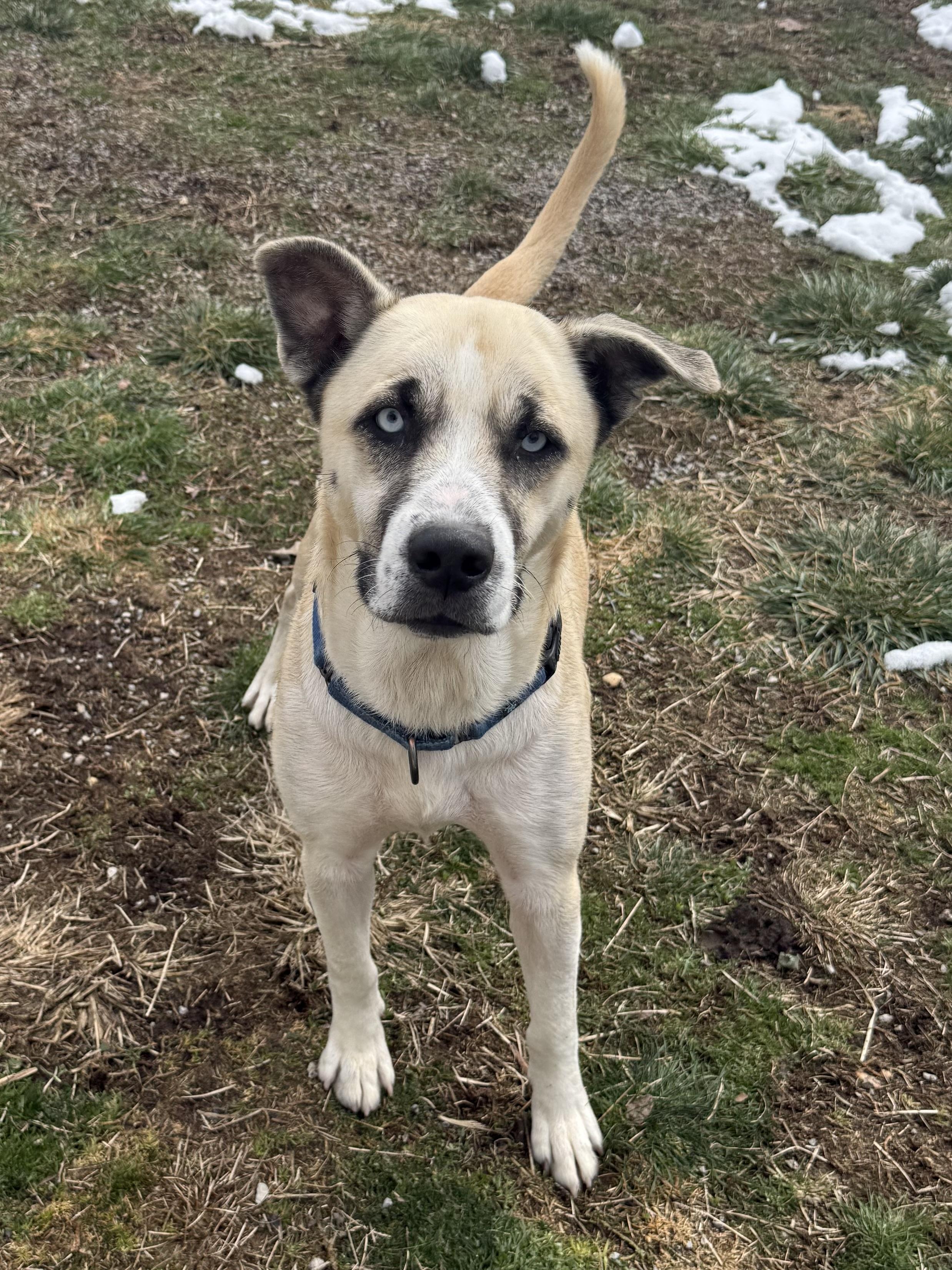 Enlarge Julio, a ADOPTABLE mixed breed in Clinton, PA image 6/6