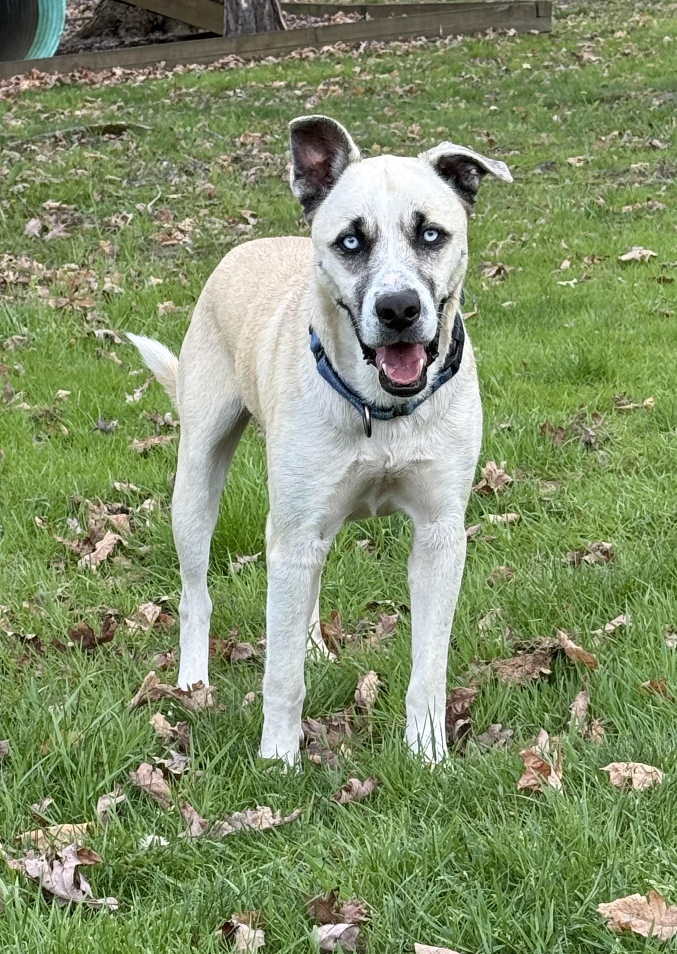 Enlarge Julio, a ADOPTABLE mixed breed in Clinton, PA image 1/6