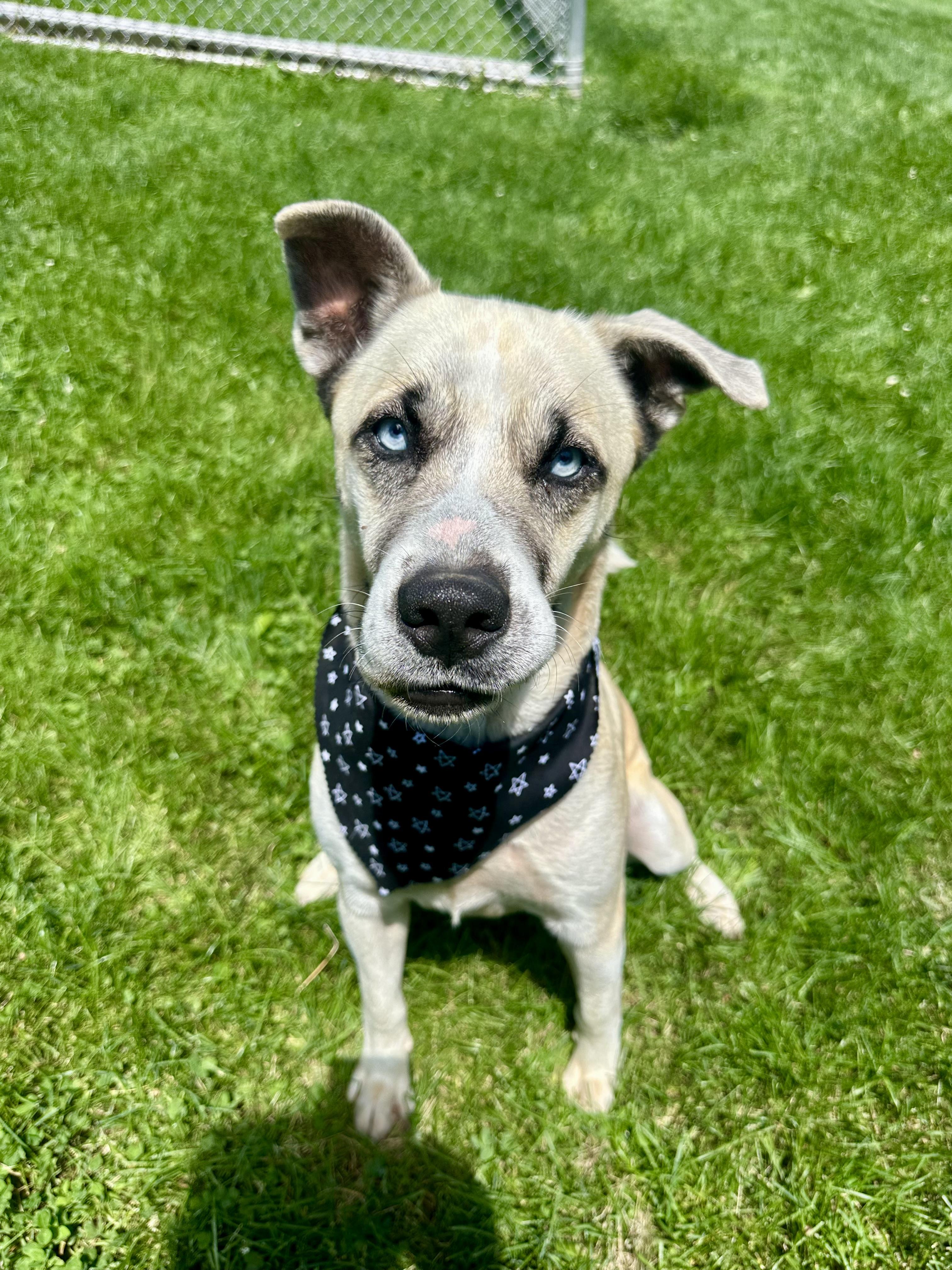 Enlarge Julio, a ADOPTABLE mixed breed in Clinton, PA image 3/6
