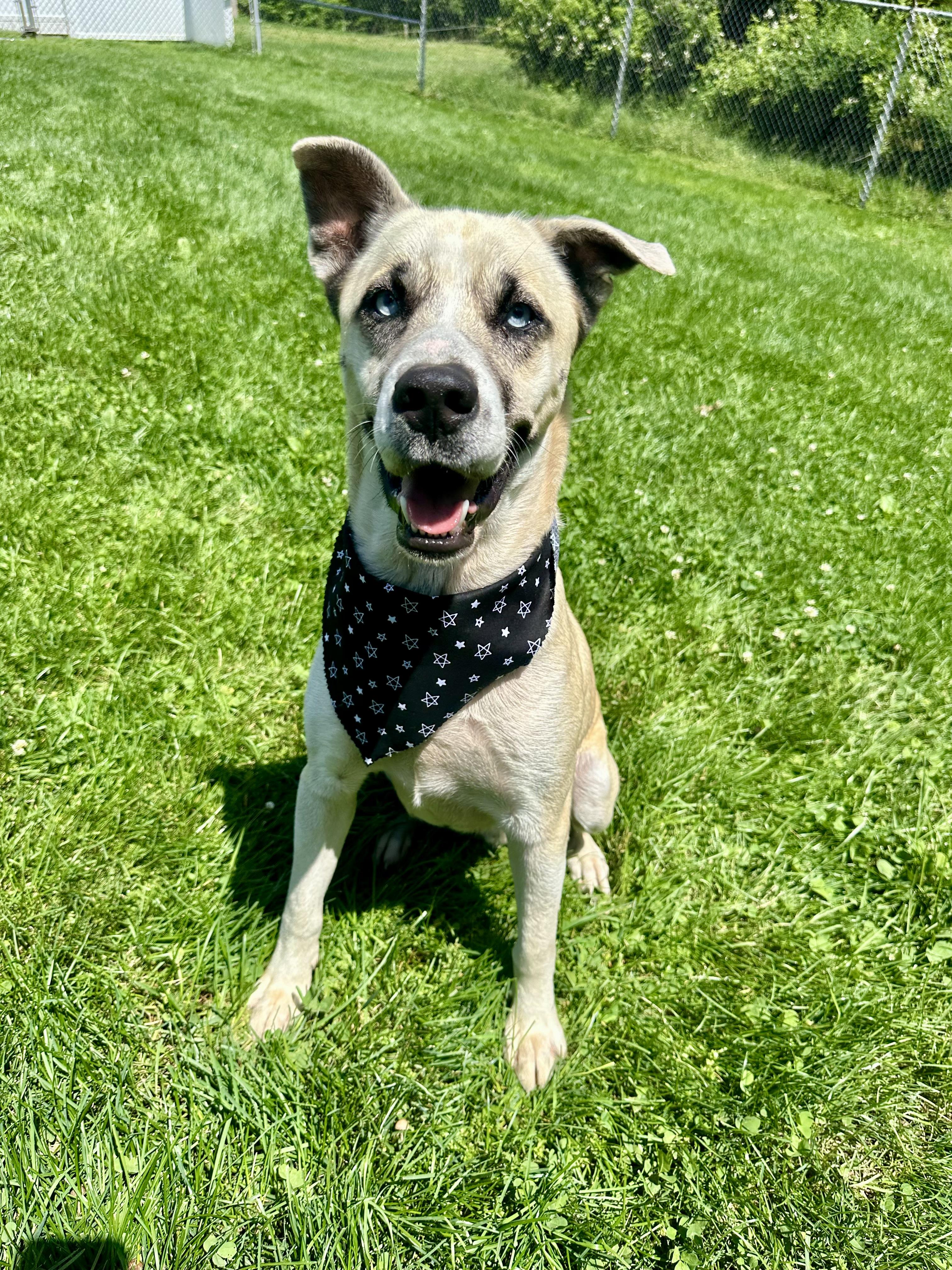 Enlarge Julio, a ADOPTABLE mixed breed in Clinton, PA image 5/6