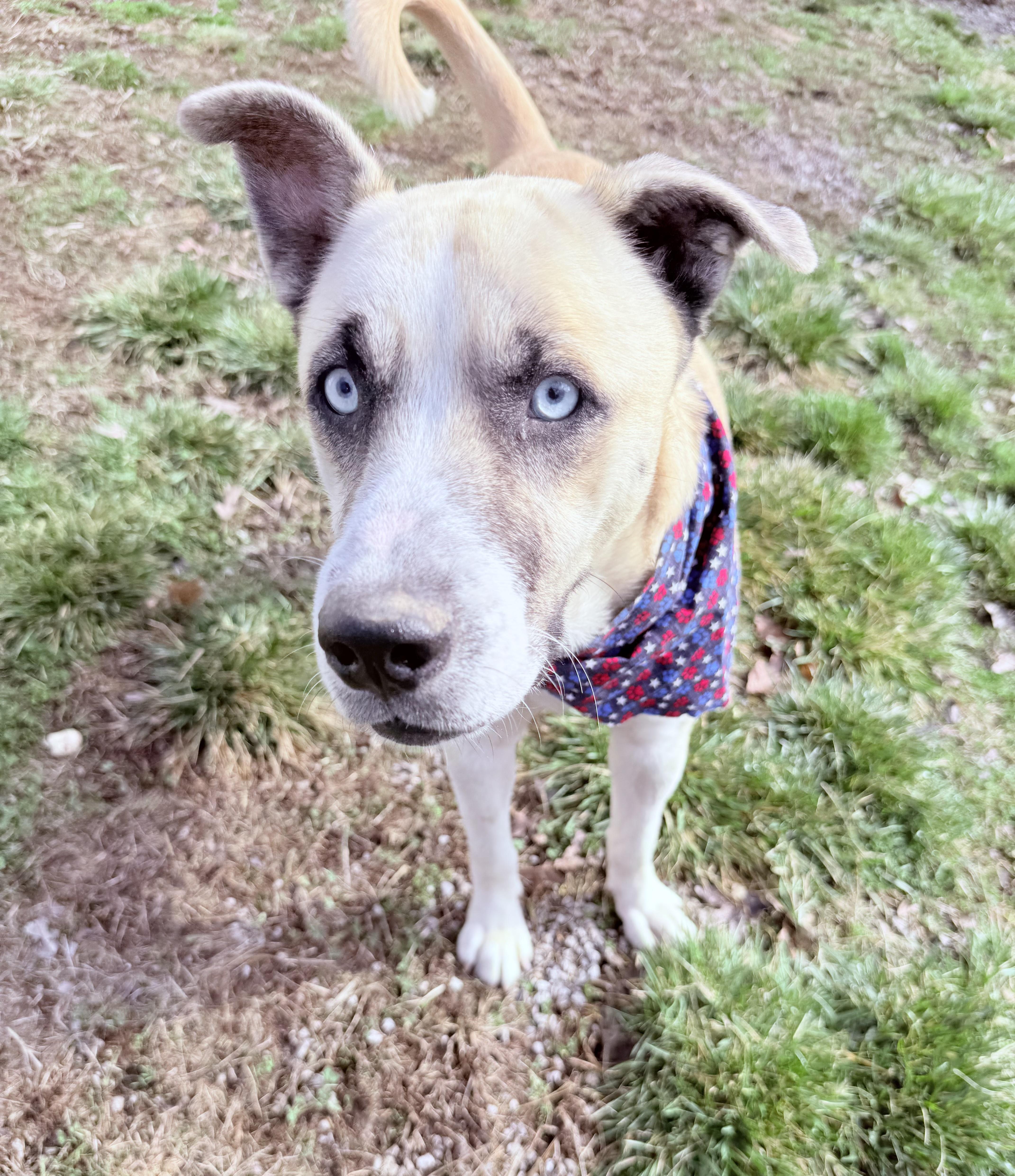 Enlarge Julio, a ADOPTABLE mixed breed in Clinton, PA image 3/6