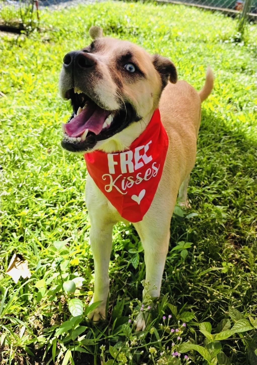 Enlarge Julio, a ADOPTABLE mixed breed in Clinton, PA image 2/6