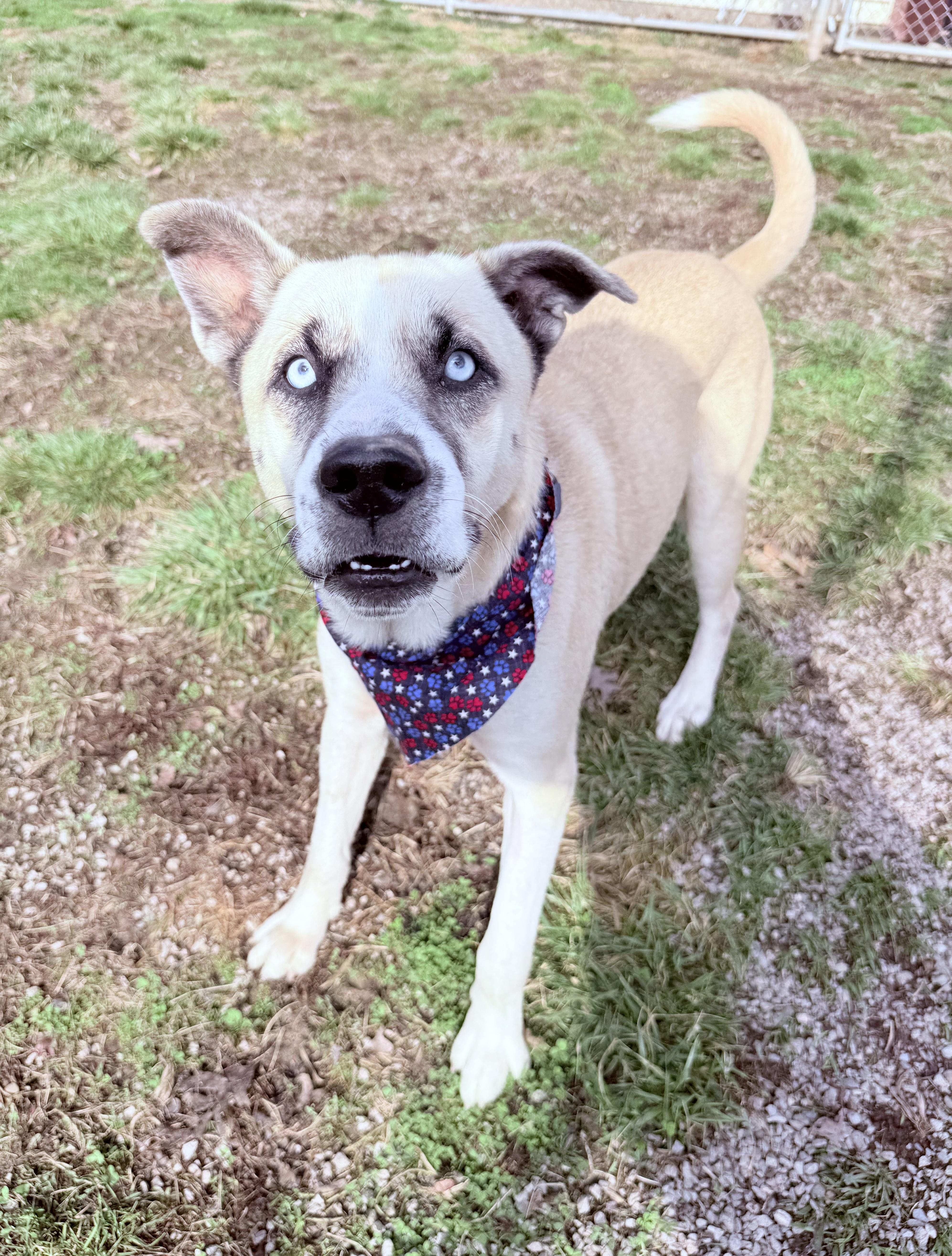 Enlarge Julio, a ADOPTABLE mixed breed in Clinton, PA image 5/6