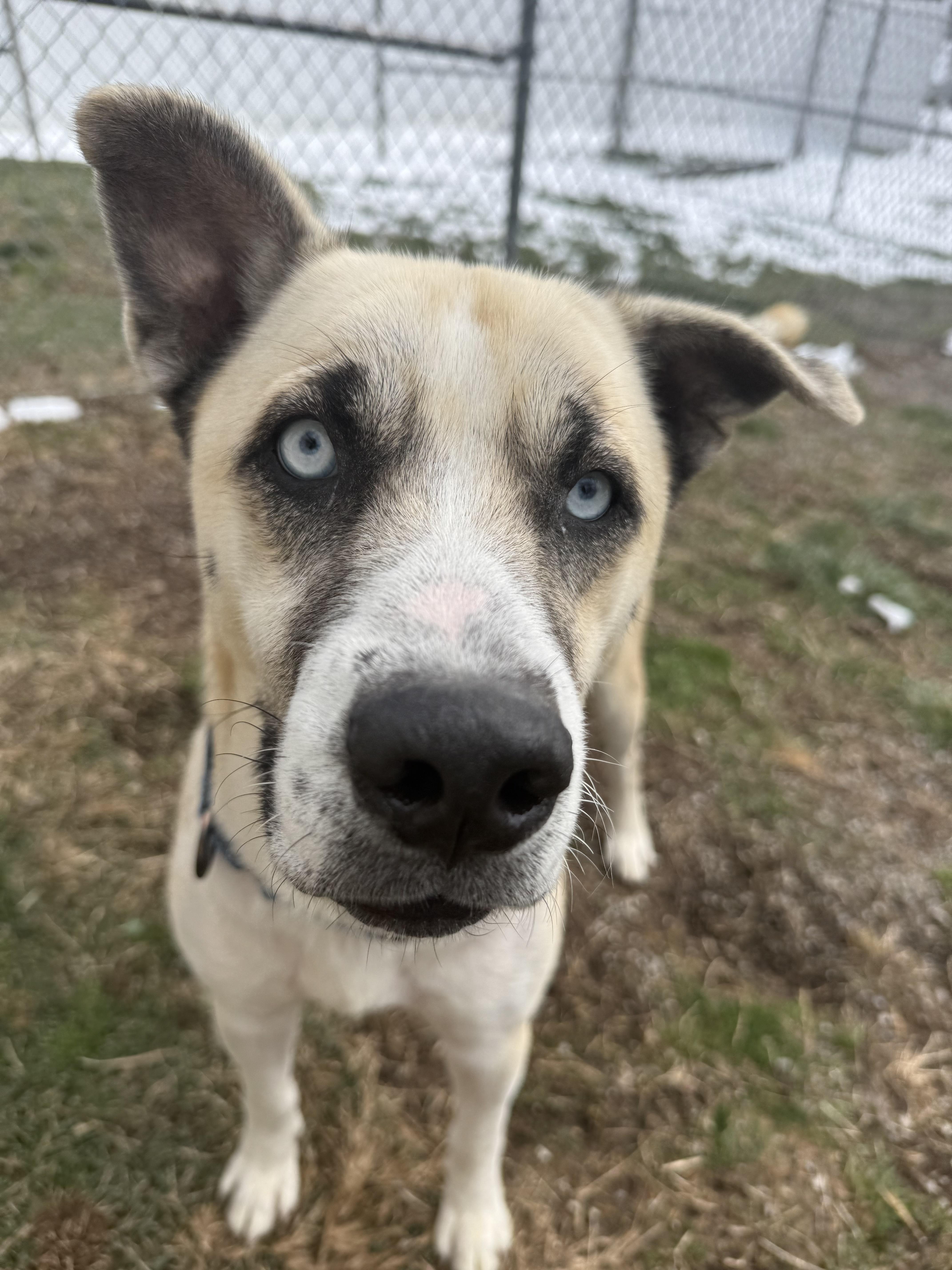 Enlarge Julio, a ADOPTABLE mixed breed in Clinton, PA image 3/6