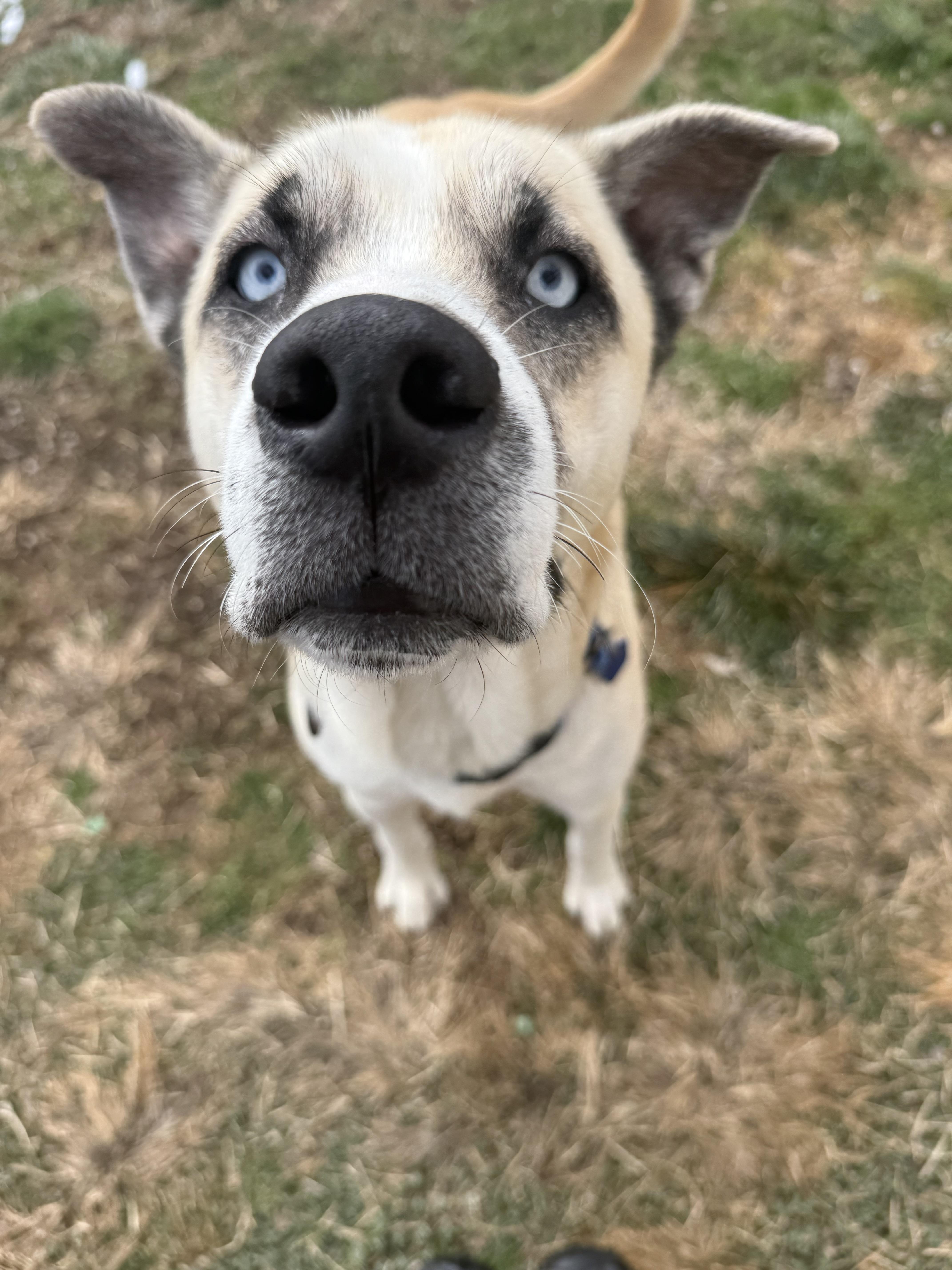 Enlarge Julio, a ADOPTABLE mixed breed in Clinton, PA image 4/6