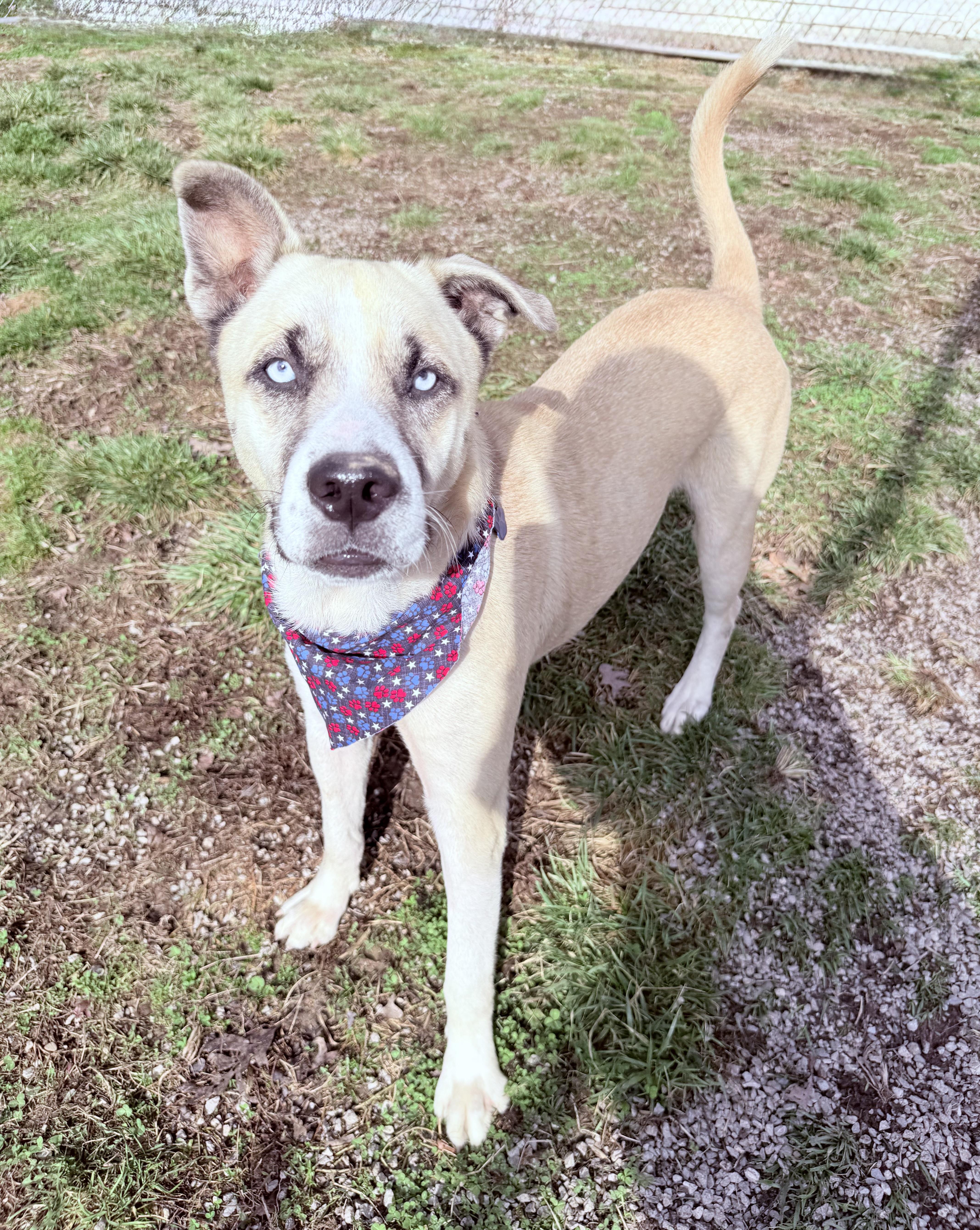 Enlarge Julio, a ADOPTABLE mixed breed in Clinton, PA image 2/6