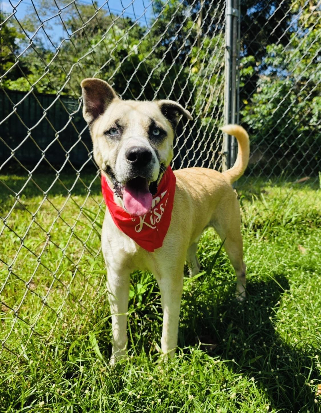 Julio, ADOPTABLE, Young Male Husky & Shepherd.
