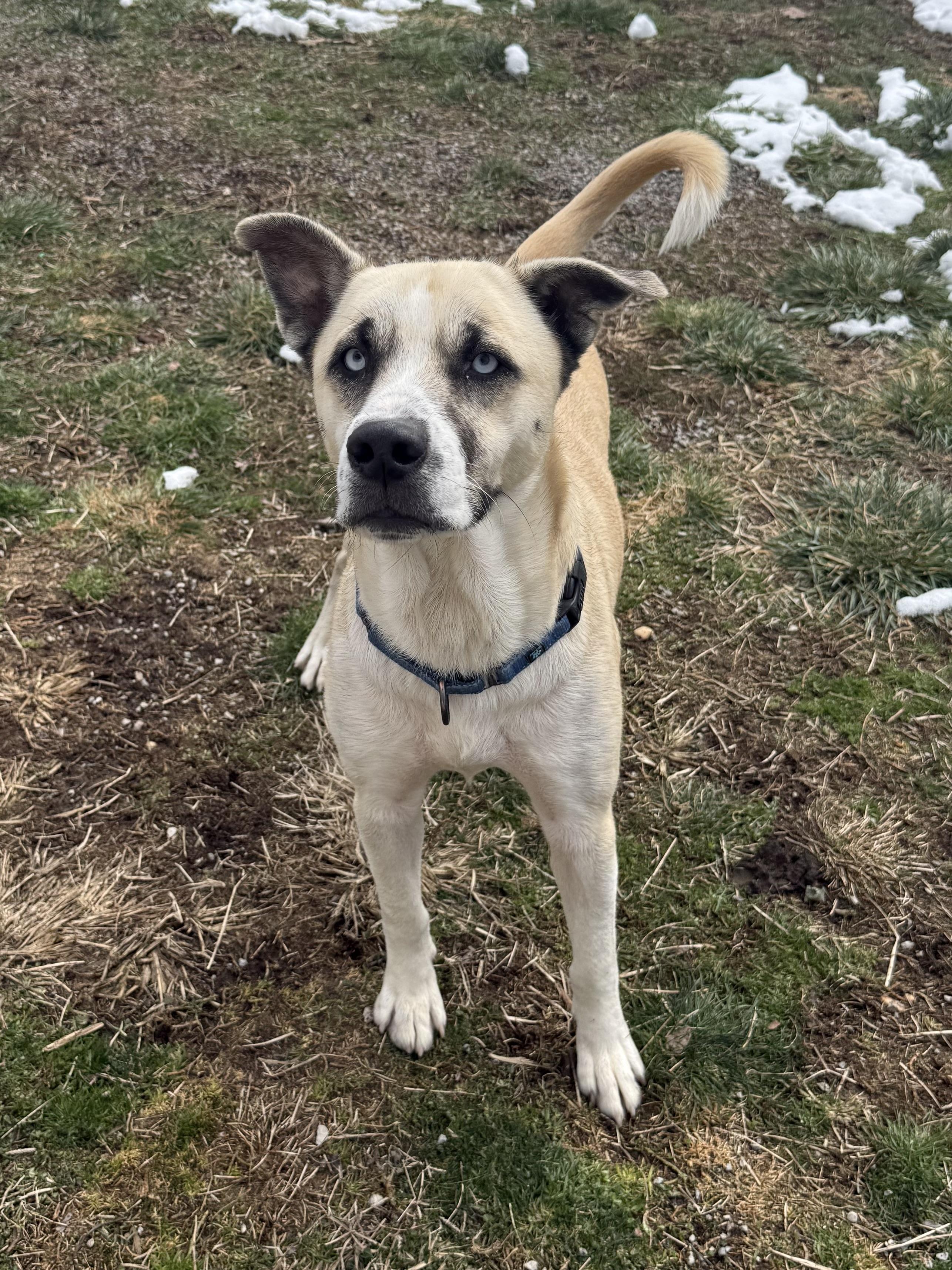 Enlarge Julio, a ADOPTABLE mixed breed in Clinton, PA image 5/6