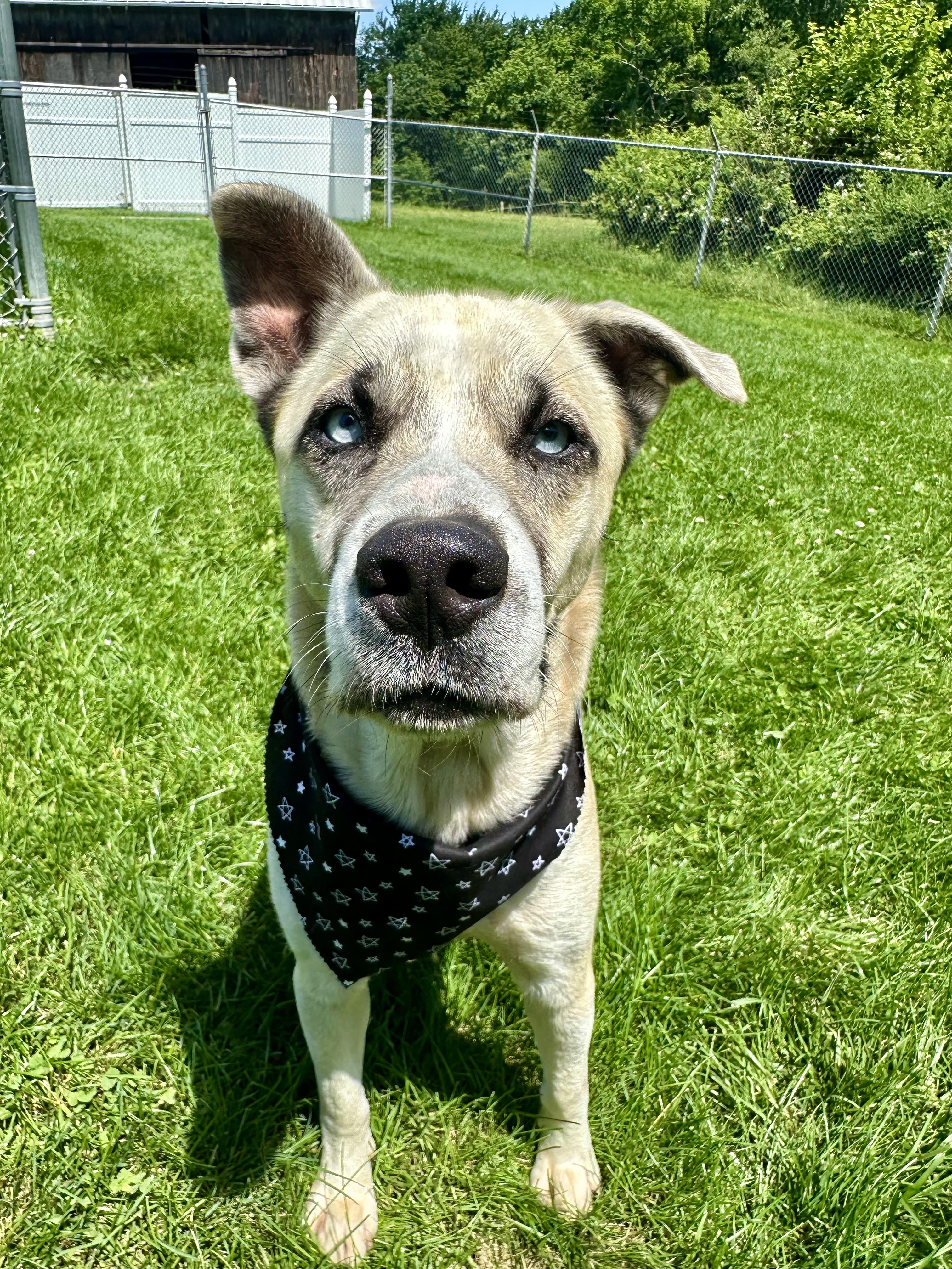 Enlarge Julio, a ADOPTABLE mixed breed in Clinton, PA image 4/6