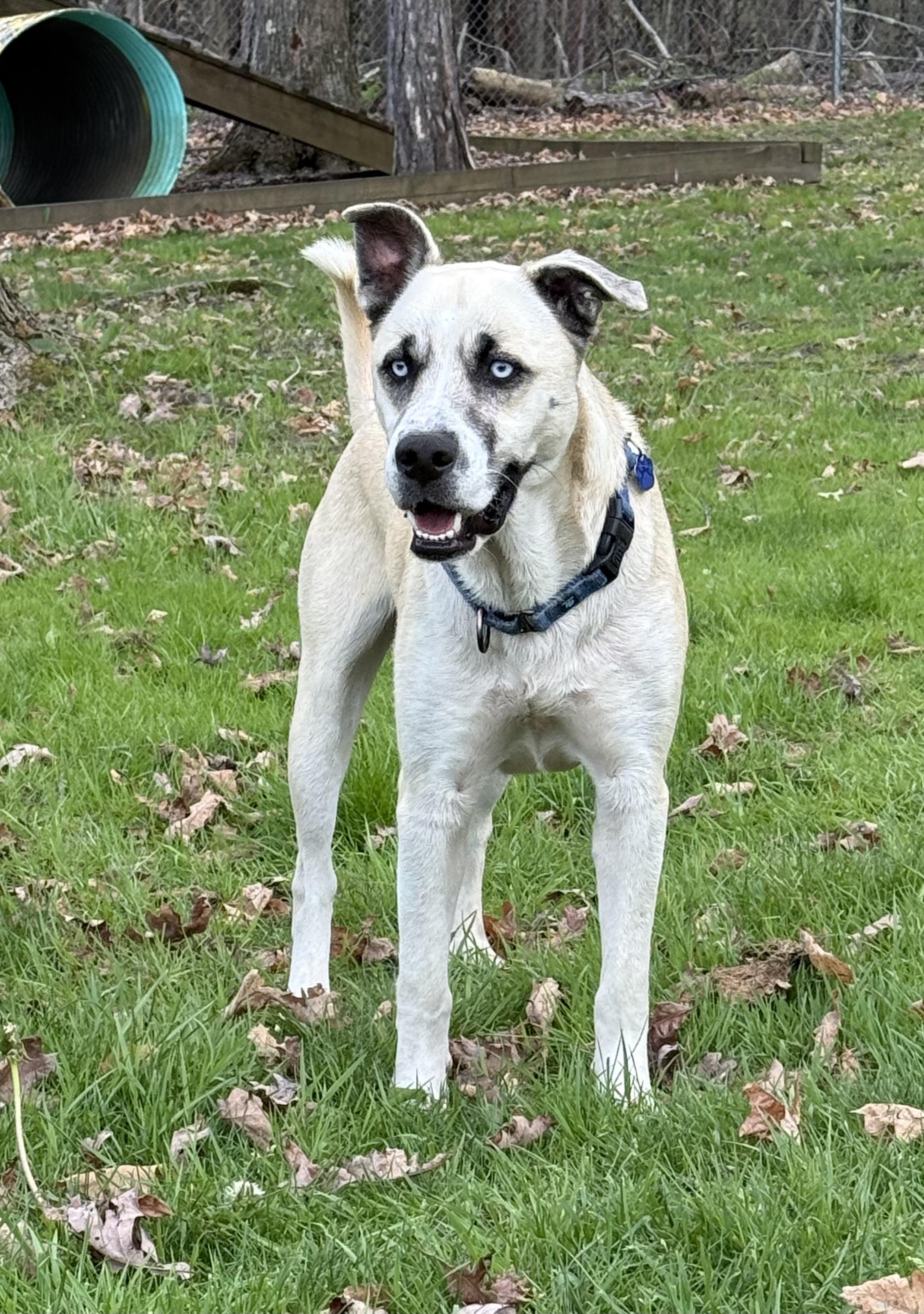 Enlarge Julio, a ADOPTABLE mixed breed in Clinton, PA image 2/6