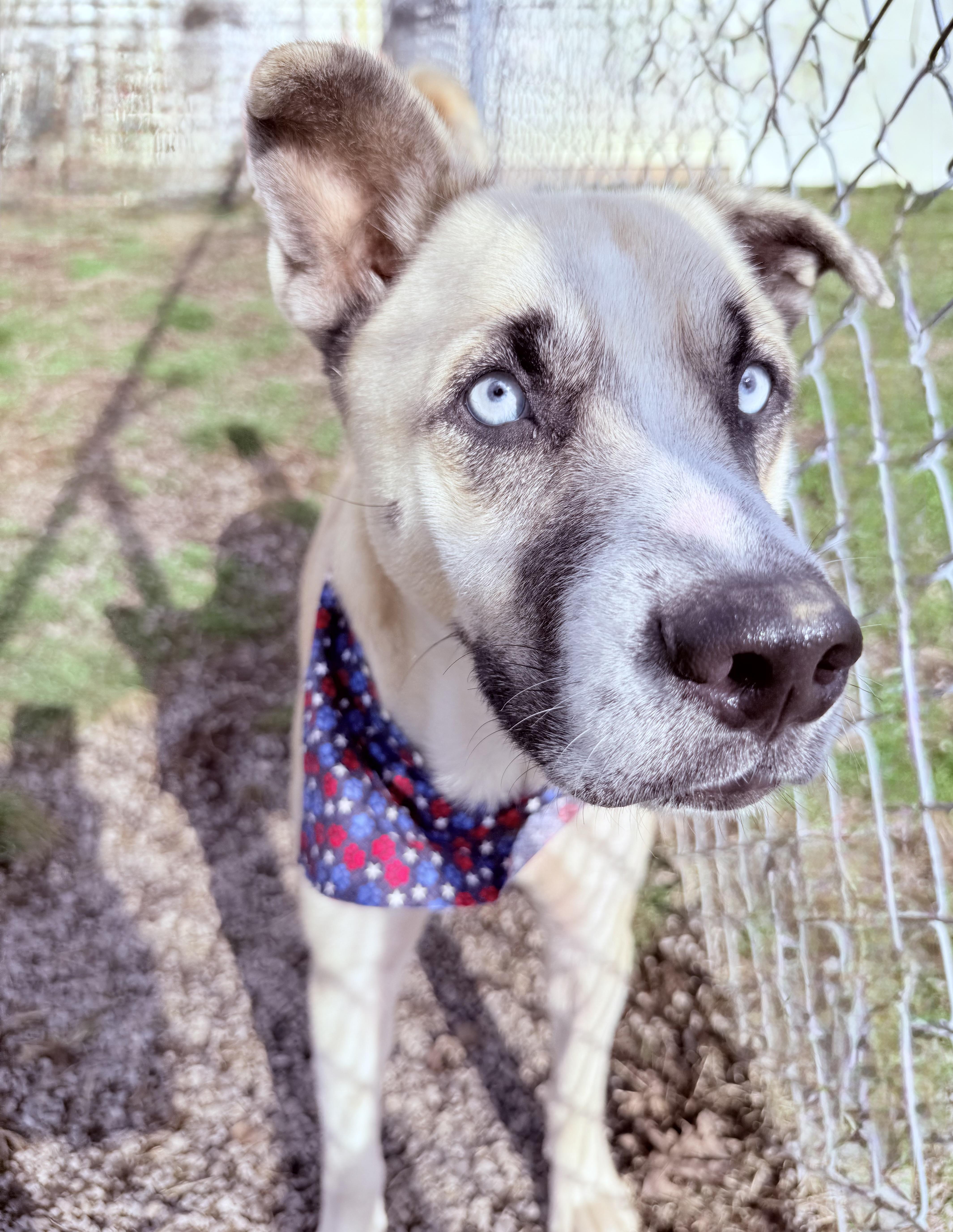 Enlarge Julio, a ADOPTABLE mixed breed in Clinton, PA image 4/6