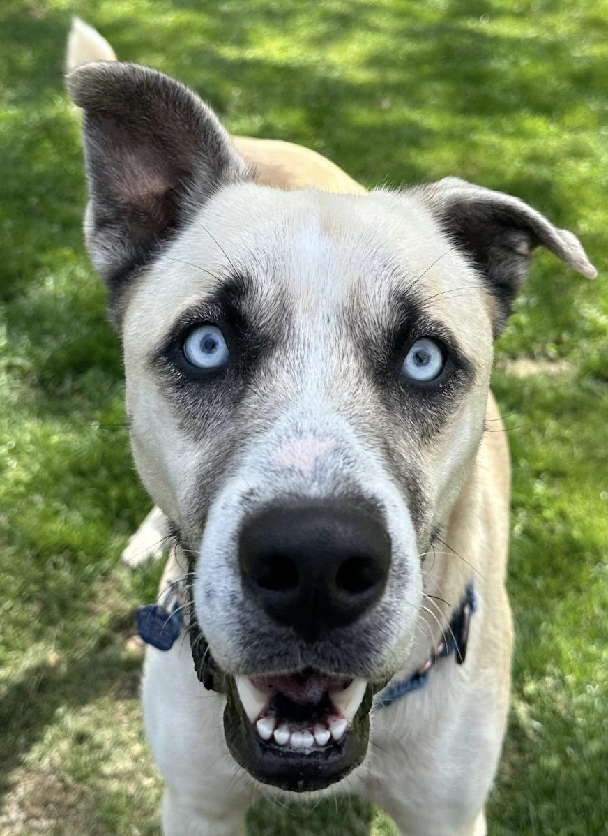 Enlarge Julio, a ADOPTABLE mixed breed in Clinton, PA image 6/6