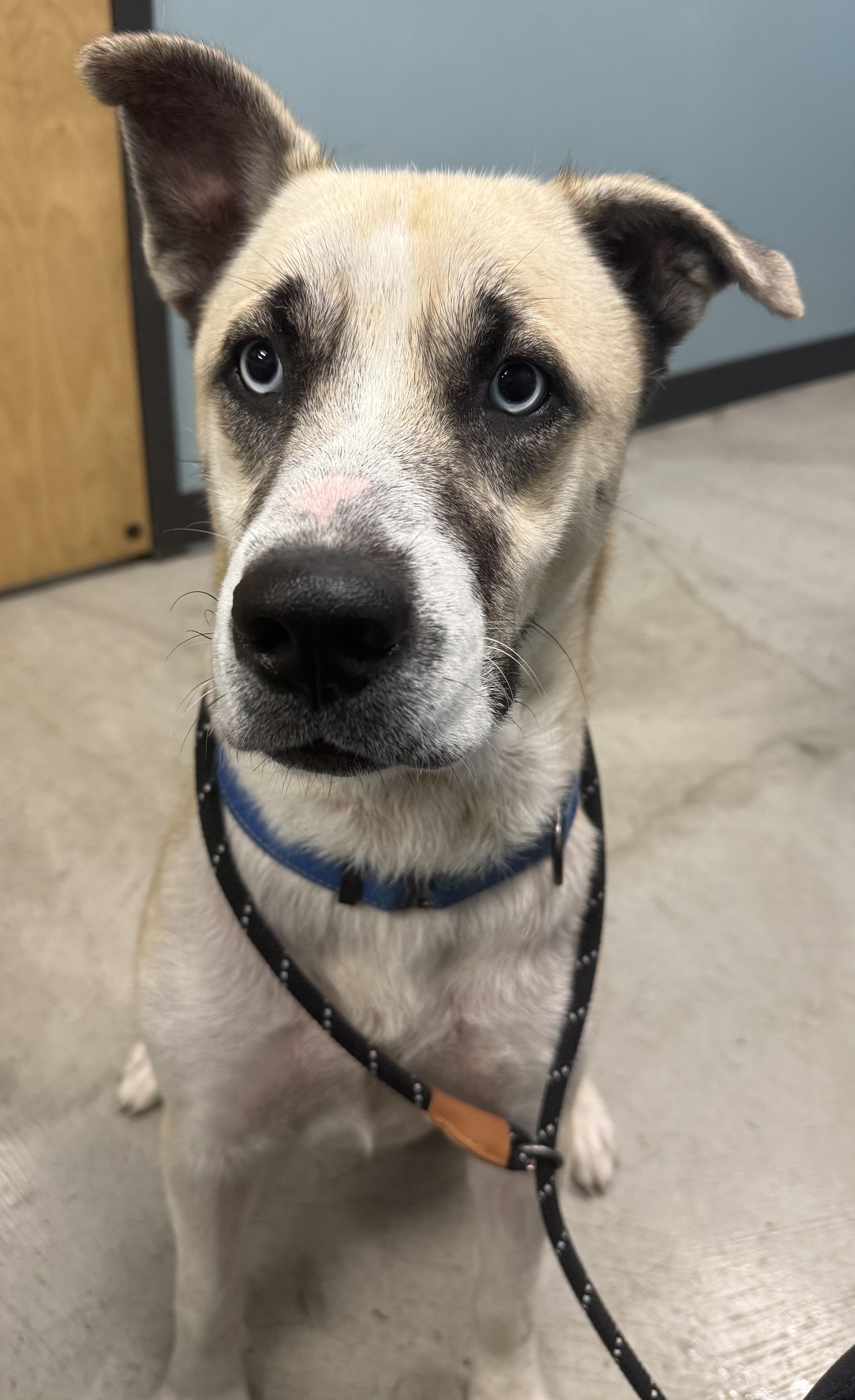 Julio, ADOPTABLE, Young Male Husky & Shepherd.