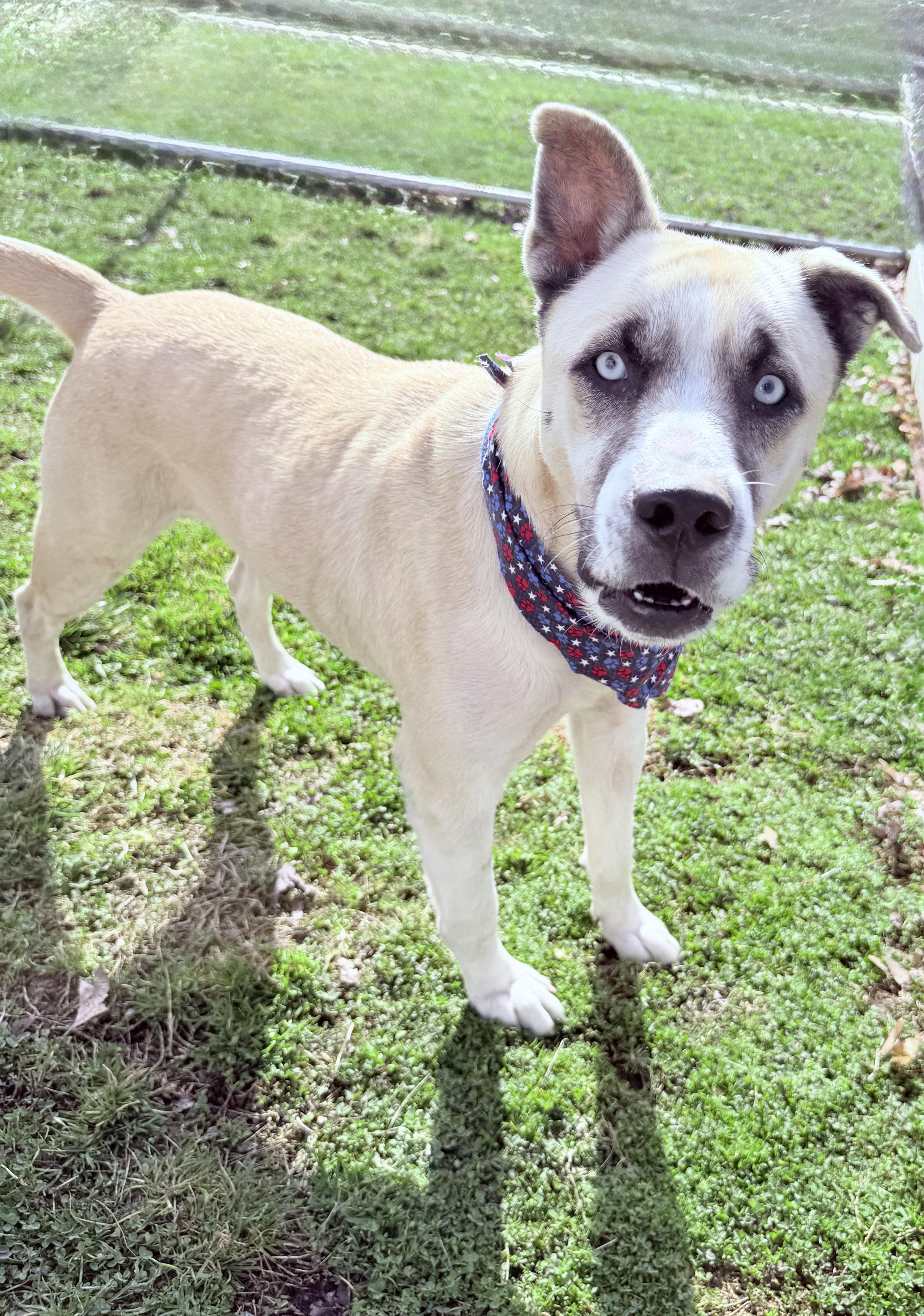 Enlarge Julio, a ADOPTABLE mixed breed in Clinton, PA image 6/6