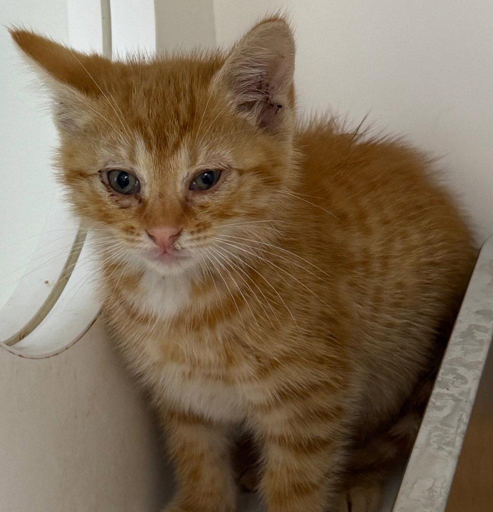 Enlarge 26-274, a Adoptable Domestic Short Hair in Tarboro, NC image 1/1