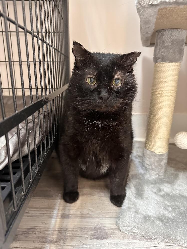 Enlarge Honeybear, a Adoptable mixed breed in Greensburg, PA image 1/3