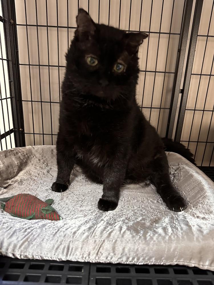 Enlarge Honeybear, a Adoptable mixed breed in Greensburg, PA image 2/3