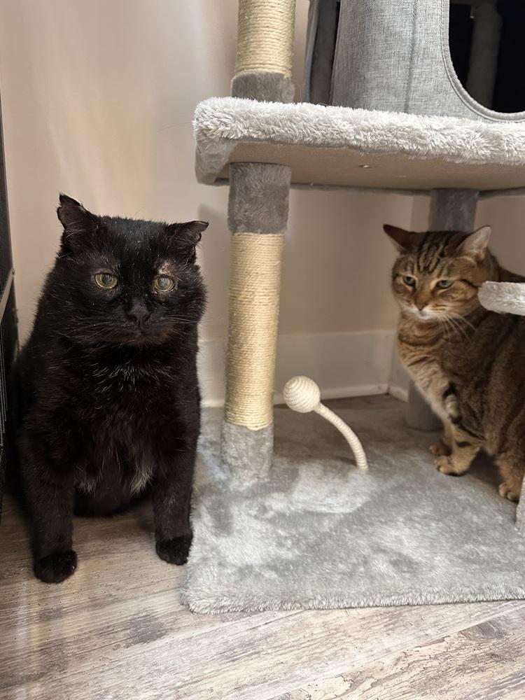 Enlarge Honeybear, a Adoptable mixed breed in Greensburg, PA image 3/3