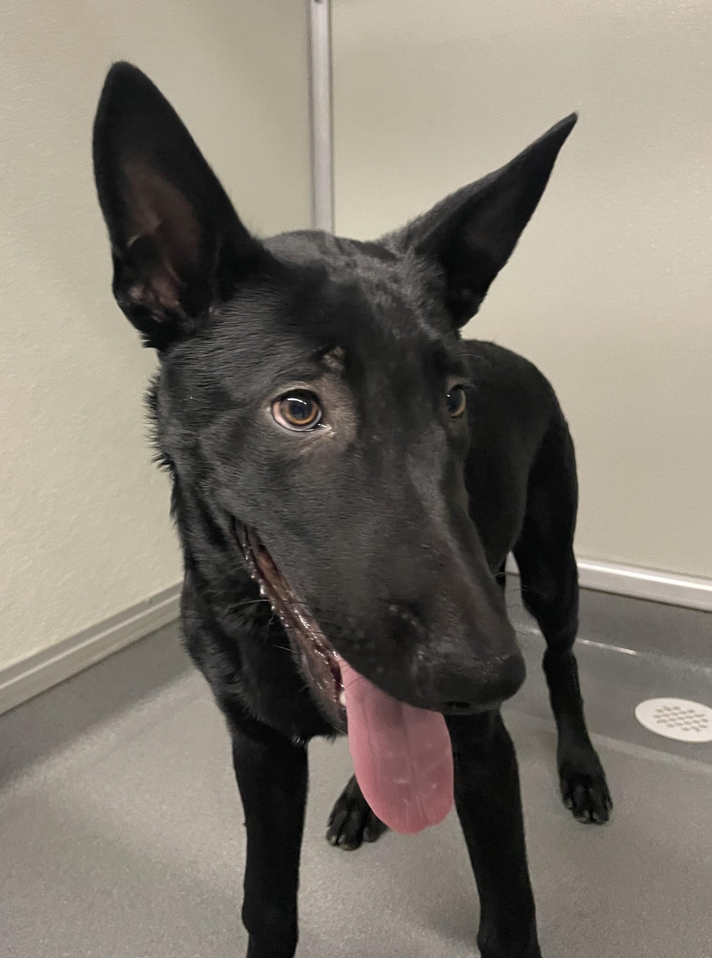 Anubis #5339 (1009), an adoptable Shepherd Mix in Victorville, CA_image-1