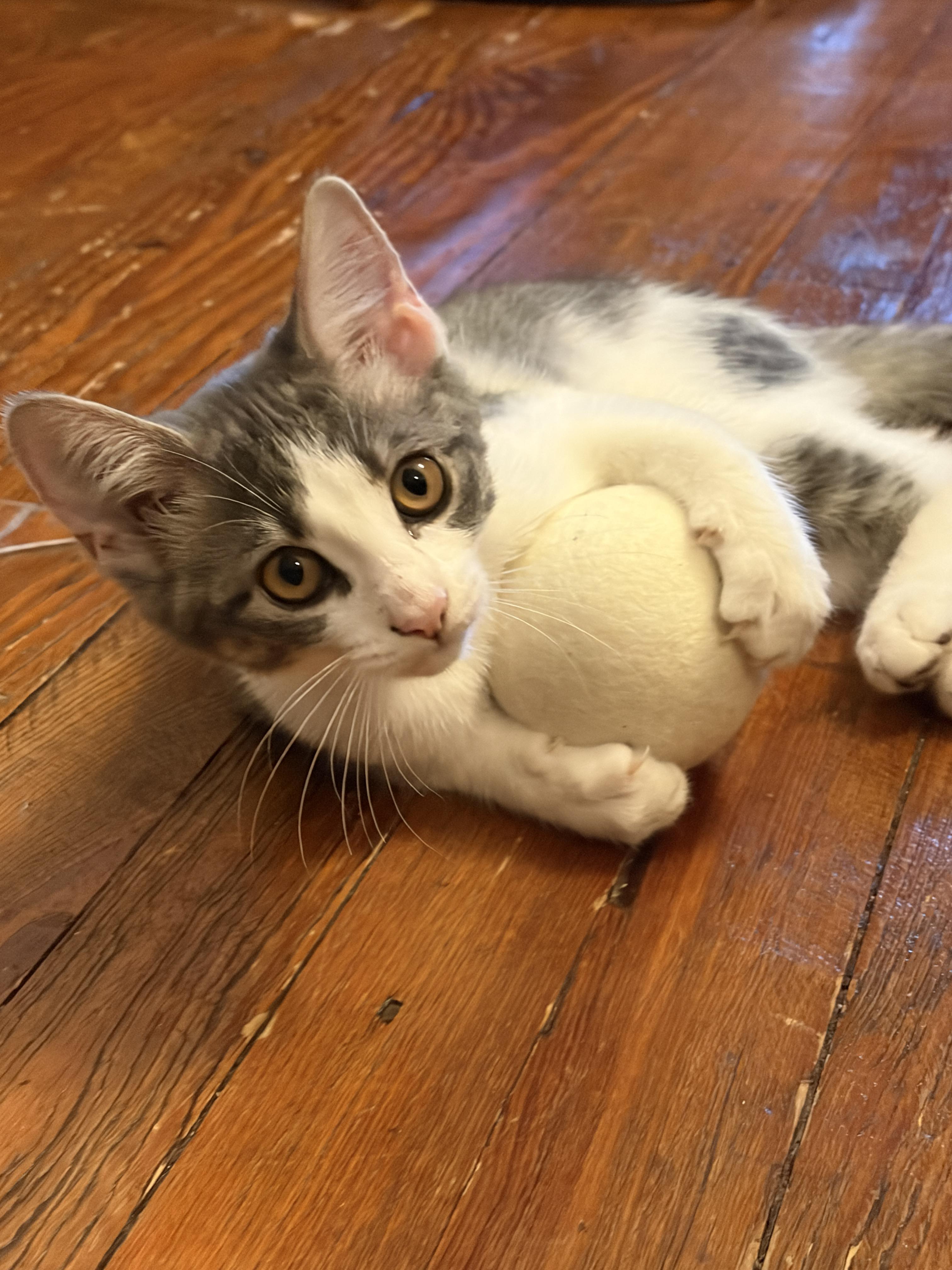 Enlarge Ingrid, a Adopted mixed breed in Glenmont, NY image 2/5