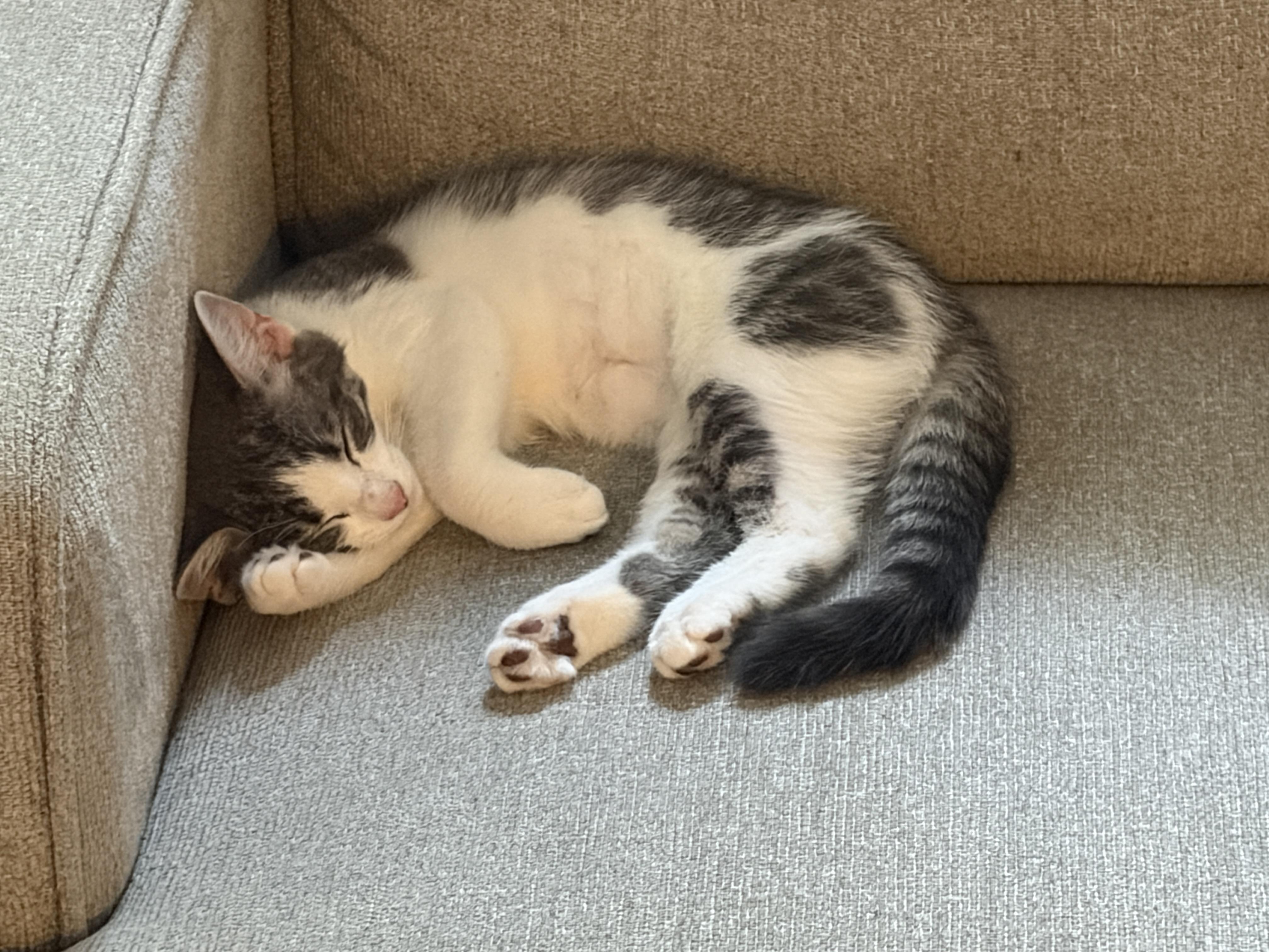 Enlarge Ingrid, a Adopted mixed breed in Glenmont, NY image 4/5