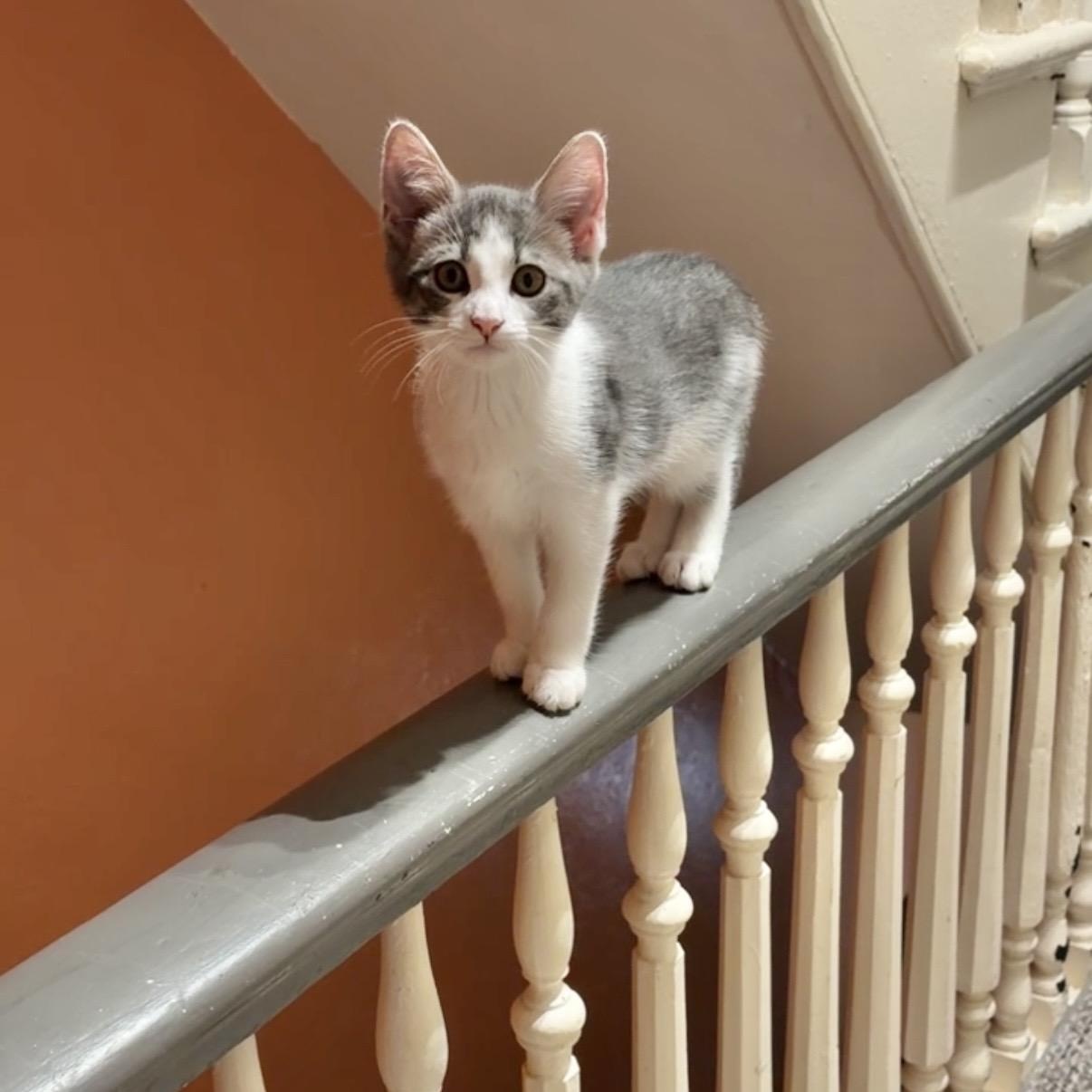 Ingrid, Adopted, Kitten Female Domestic Short Hair.