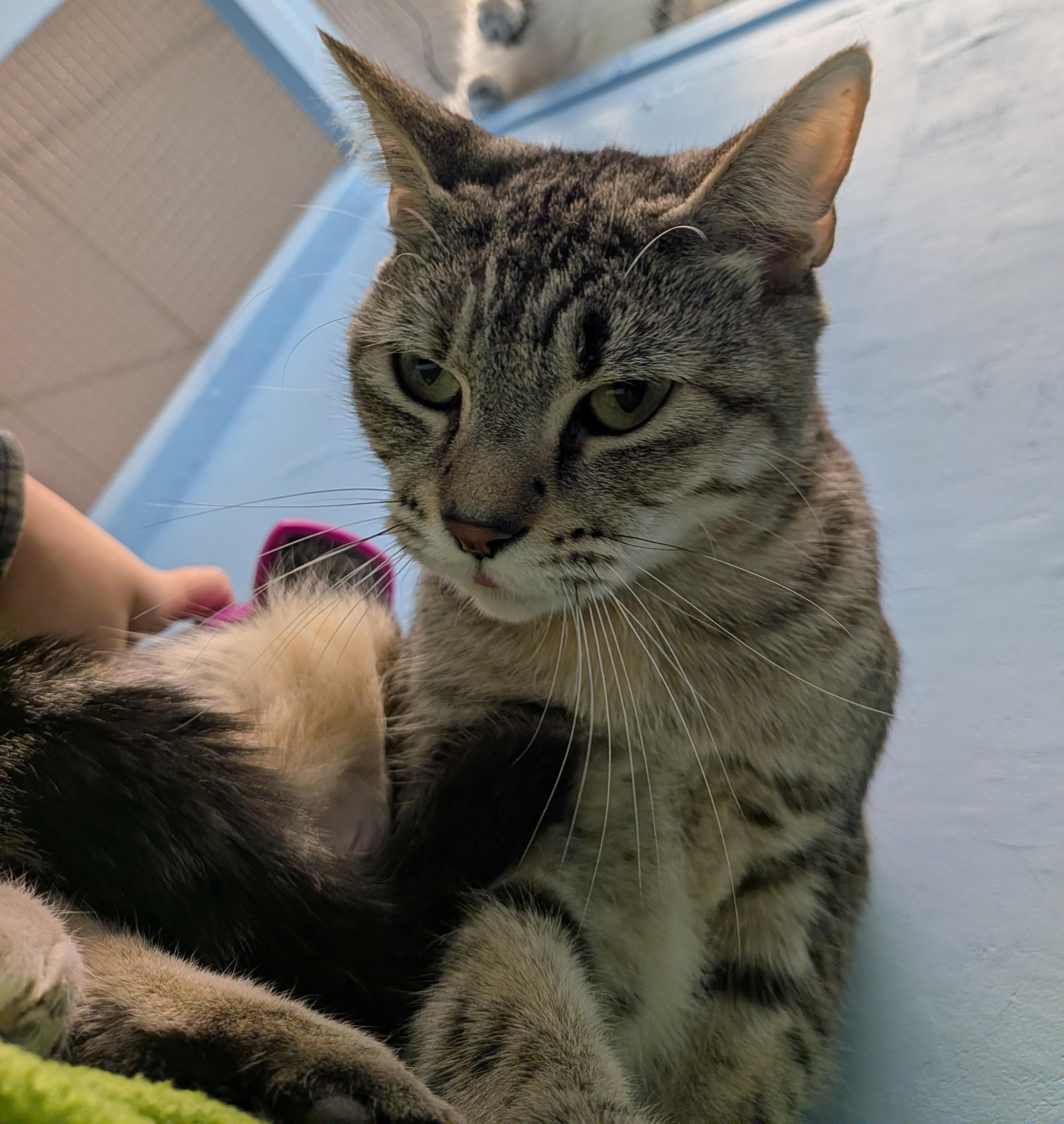 Enlarge Eevee (north Vancouver), an adopted Domestic Short Hair in Chilliwack, BC image 1/2