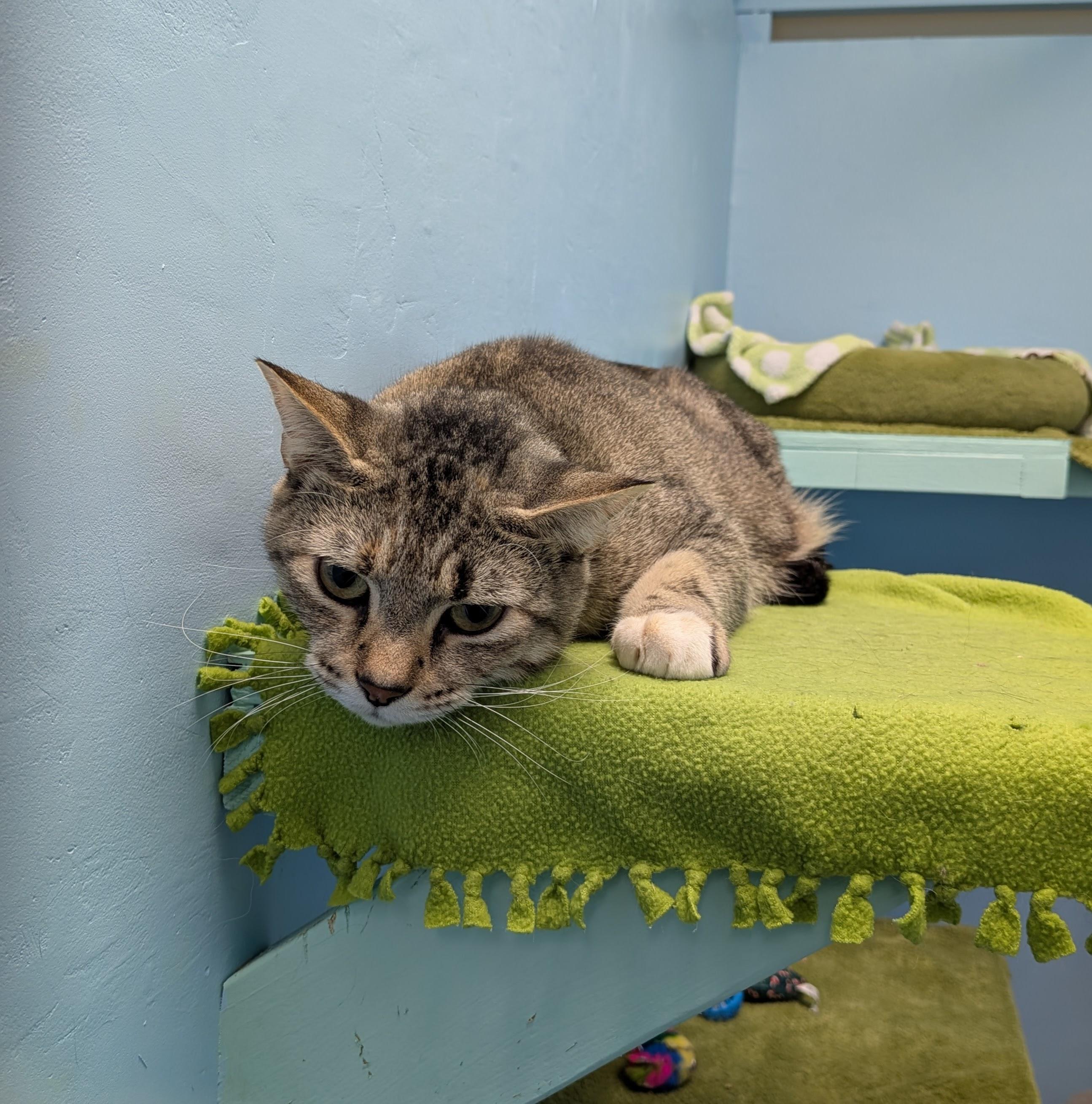 Enlarge Eevee (north Vancouver), an adopted Domestic Short Hair in Chilliwack, BC image 2/2