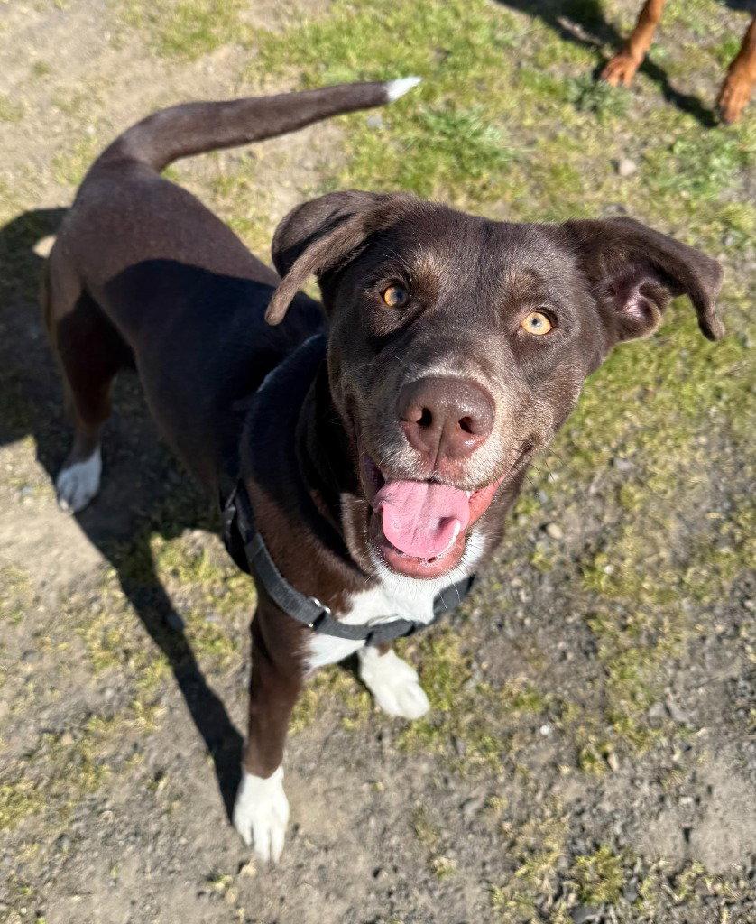 Enlarge Molly, a Adoptable mixed breed in St. Helens, OR image 1/1
