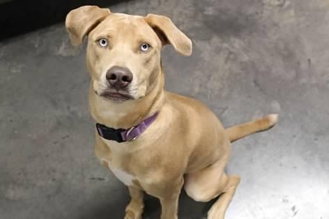 Enlarge Coral, a Adoptable mixed breed in Pierre, SD image 1/3