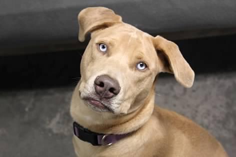 Coral, Adoptable, Young Female Australian Cattle Dog / Blue Heeler.