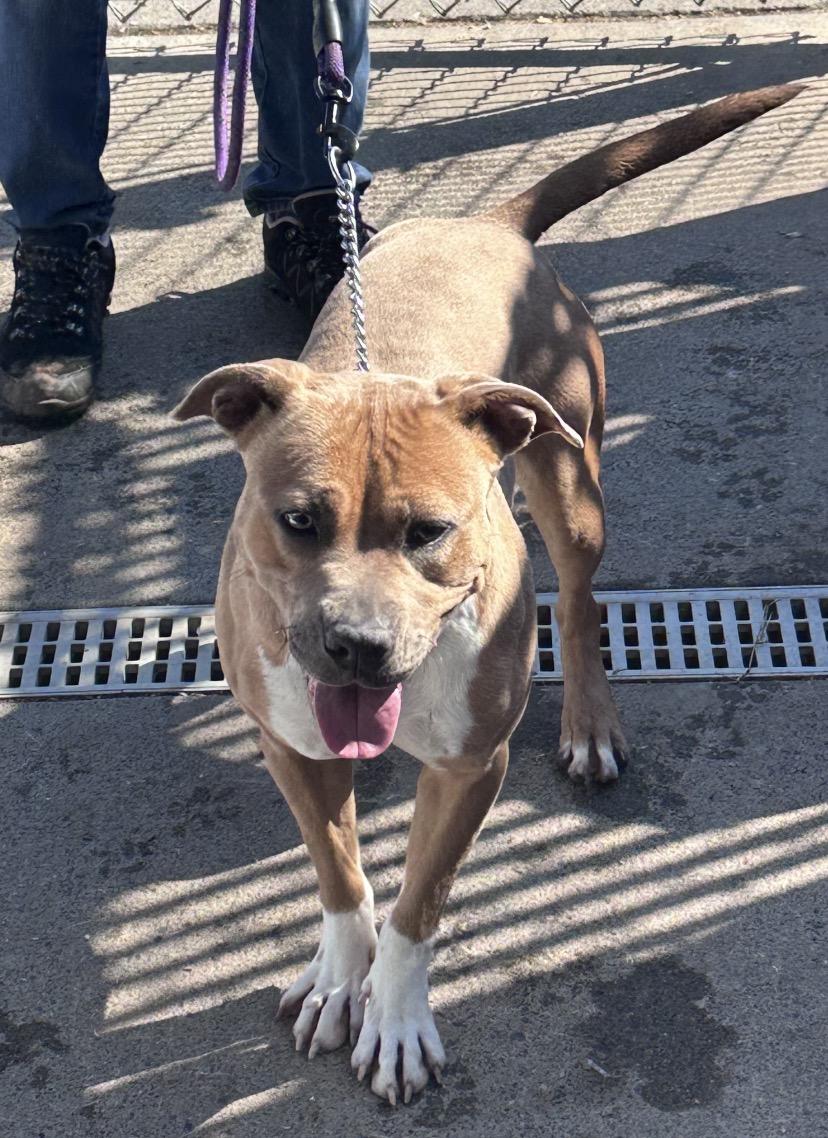 Enlarge Natasha, a ADOPTABLE Pit Bull Terrier in Somerset, NJ image 3/5