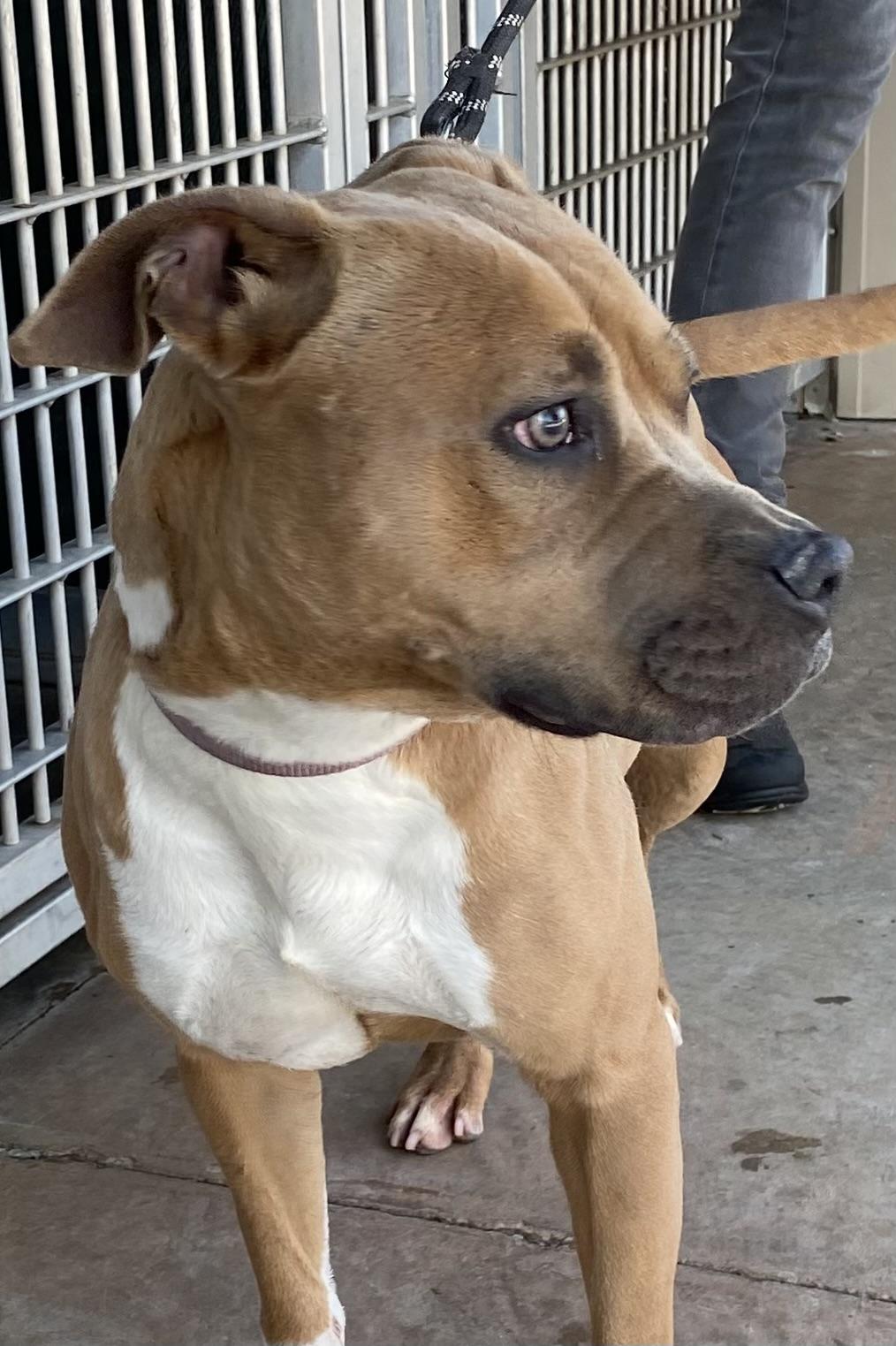 Enlarge Natasha, a ADOPTABLE Pit Bull Terrier in Somerset, NJ image 4/5