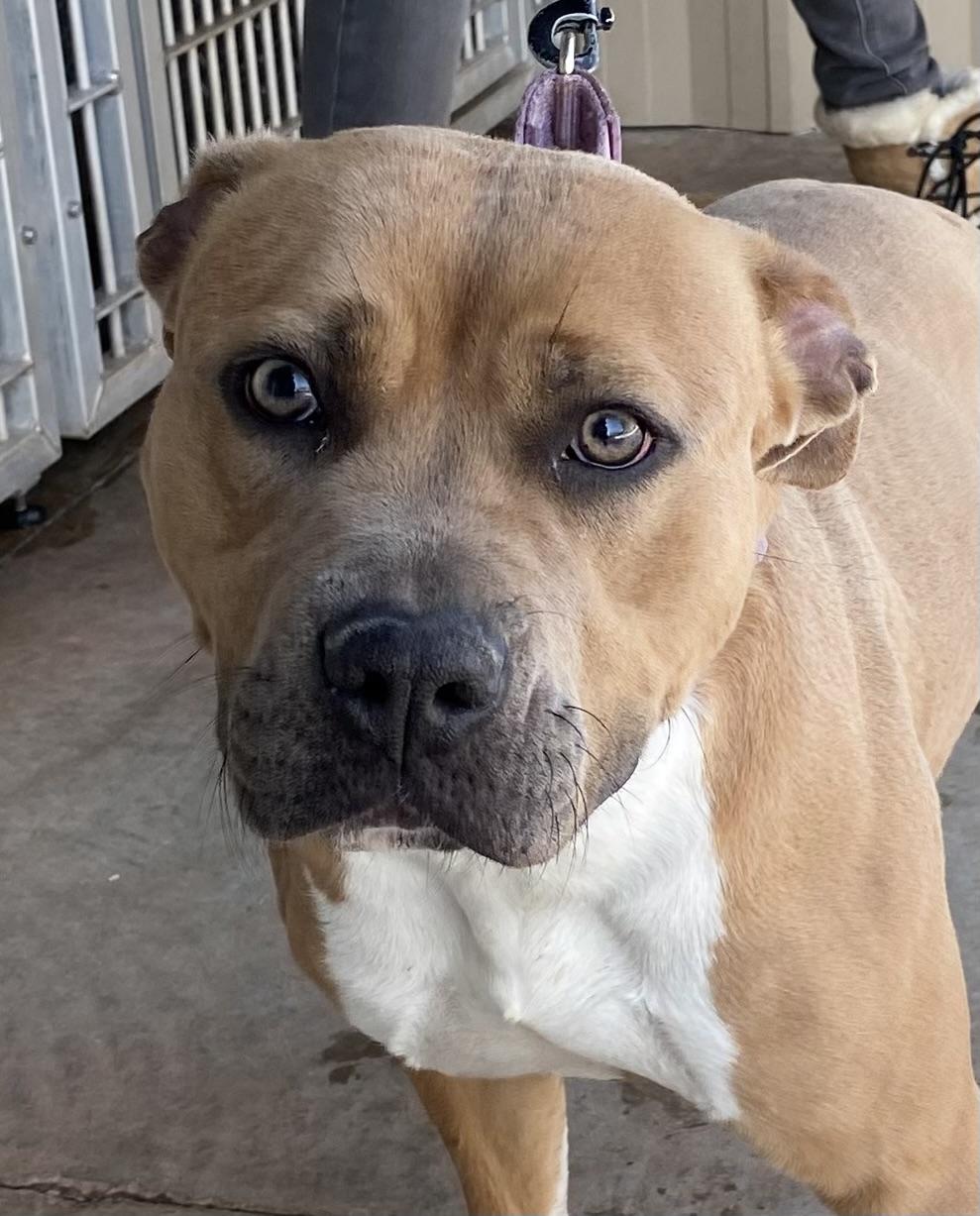 Enlarge Natasha, a ADOPTABLE Pit Bull Terrier in Somerset, NJ image 5/5