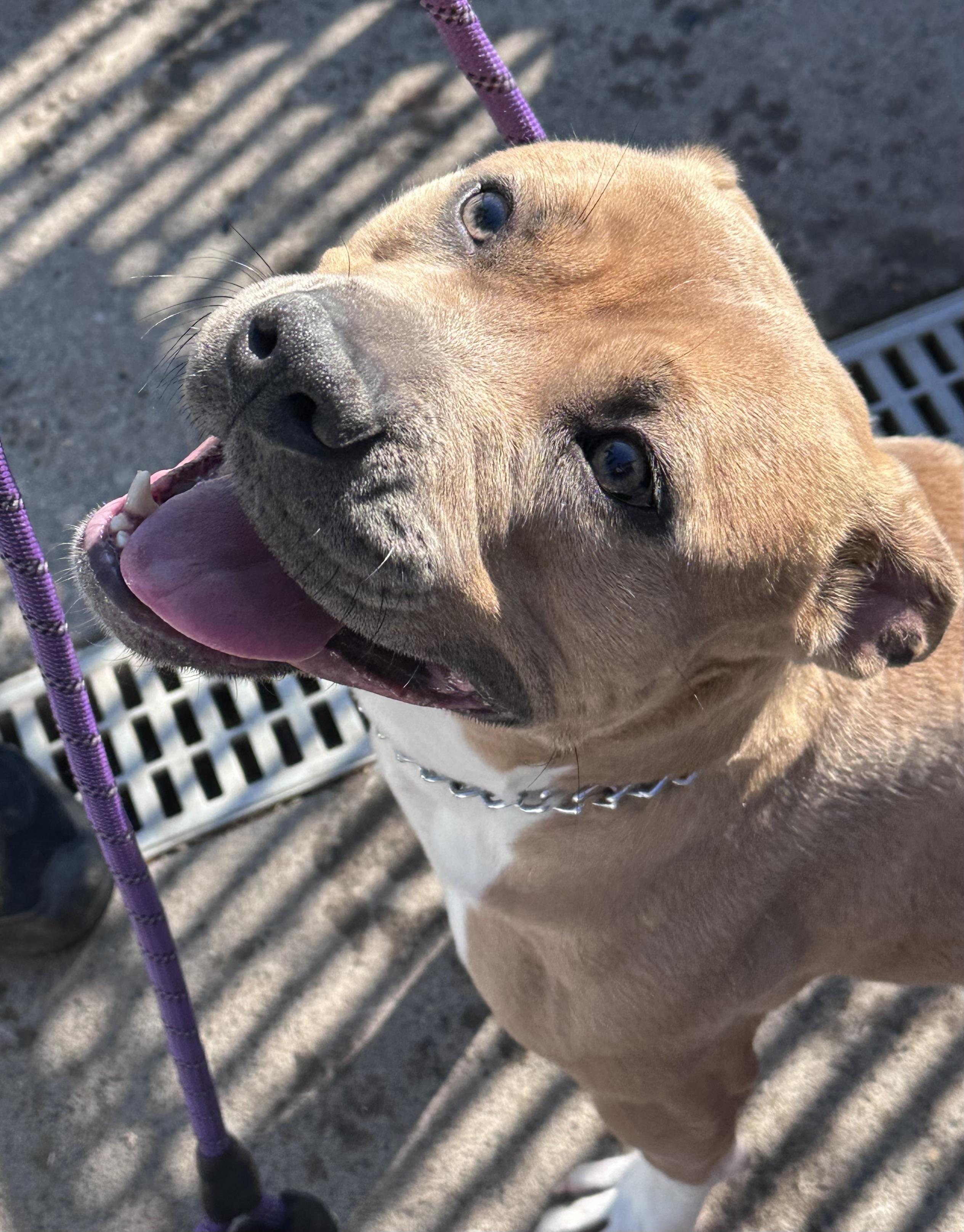 Enlarge Natasha, a ADOPTABLE Pit Bull Terrier in Somerset, NJ image 1/5