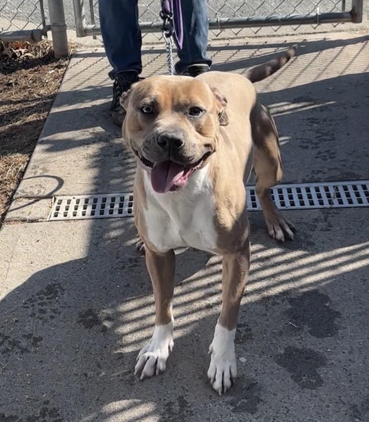 Enlarge Natasha, a ADOPTABLE Pit Bull Terrier in Somerset, NJ image 2/5