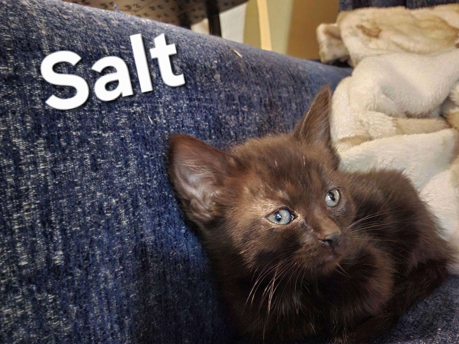 Enlarge Pepper    (NB), a Adoptable Domestic Short Hair in White Bluff, TN image 1/1