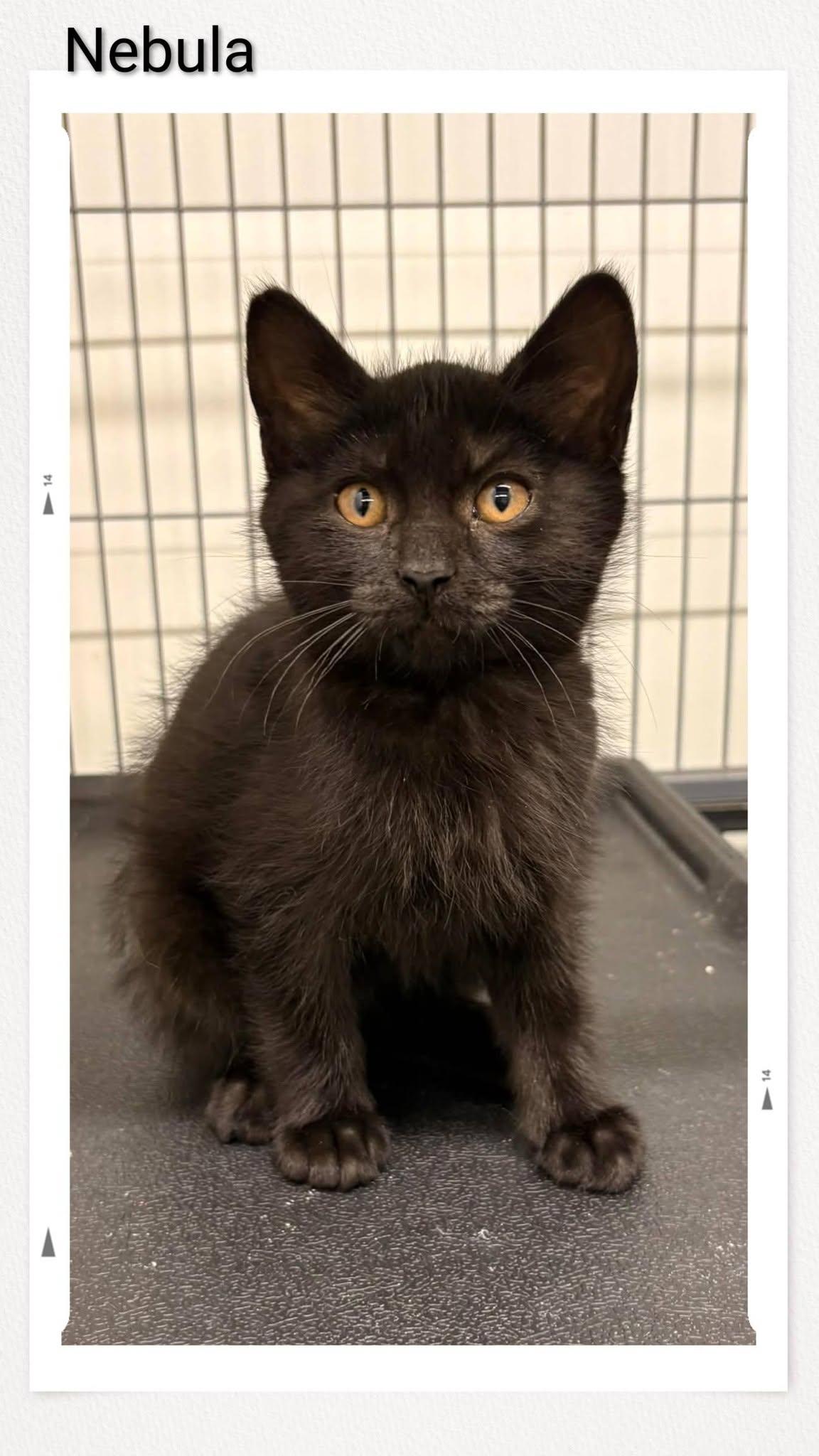 Enlarge Nebula, a Adoptable Domestic Short Hair in Caistor Centre, ON image 1/1
