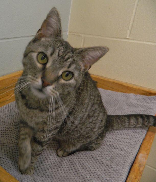 Carlos, adopted, Adult Male American Shorthair.