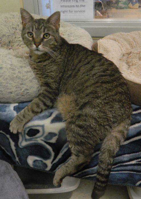 Enlarge Carlos, an adopted American Shorthair in Collinsville, IL image 2/2